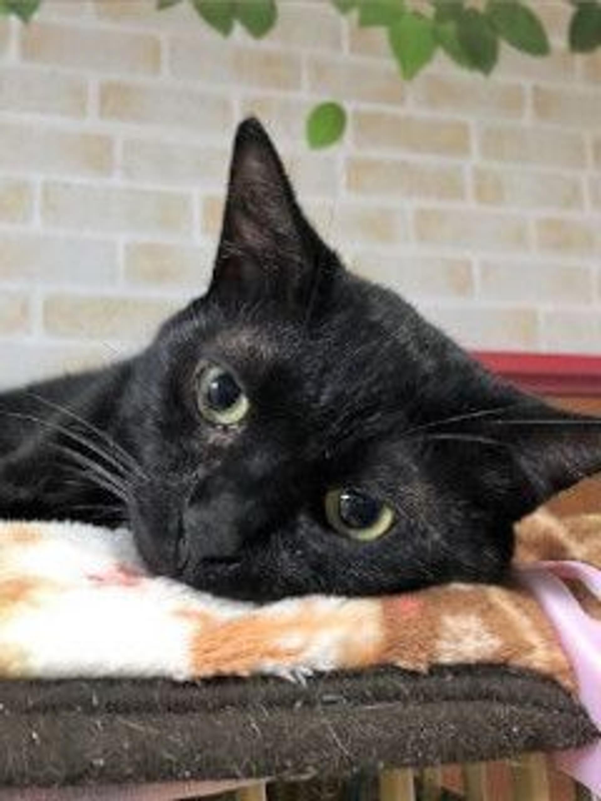 pet-image-3