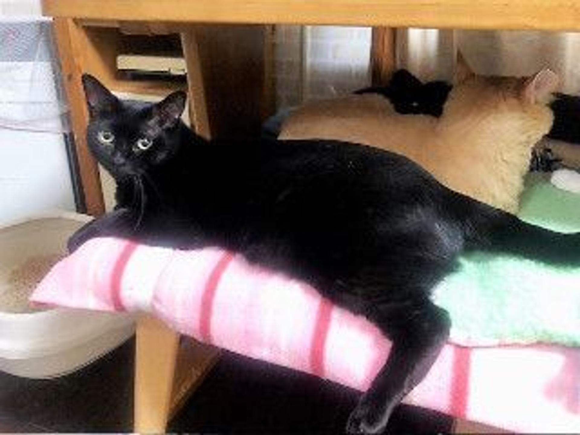 pet-image-6