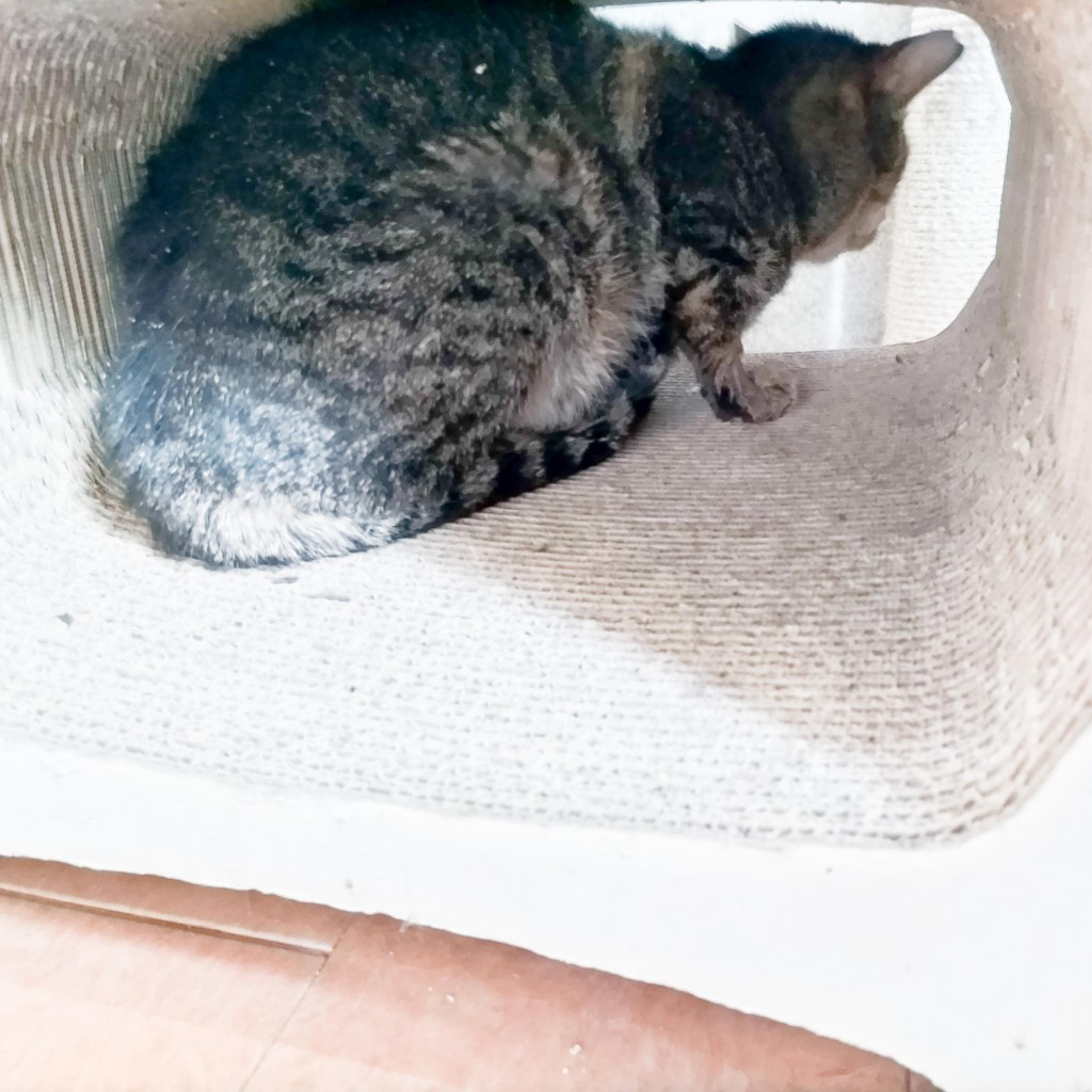 pet-image-7