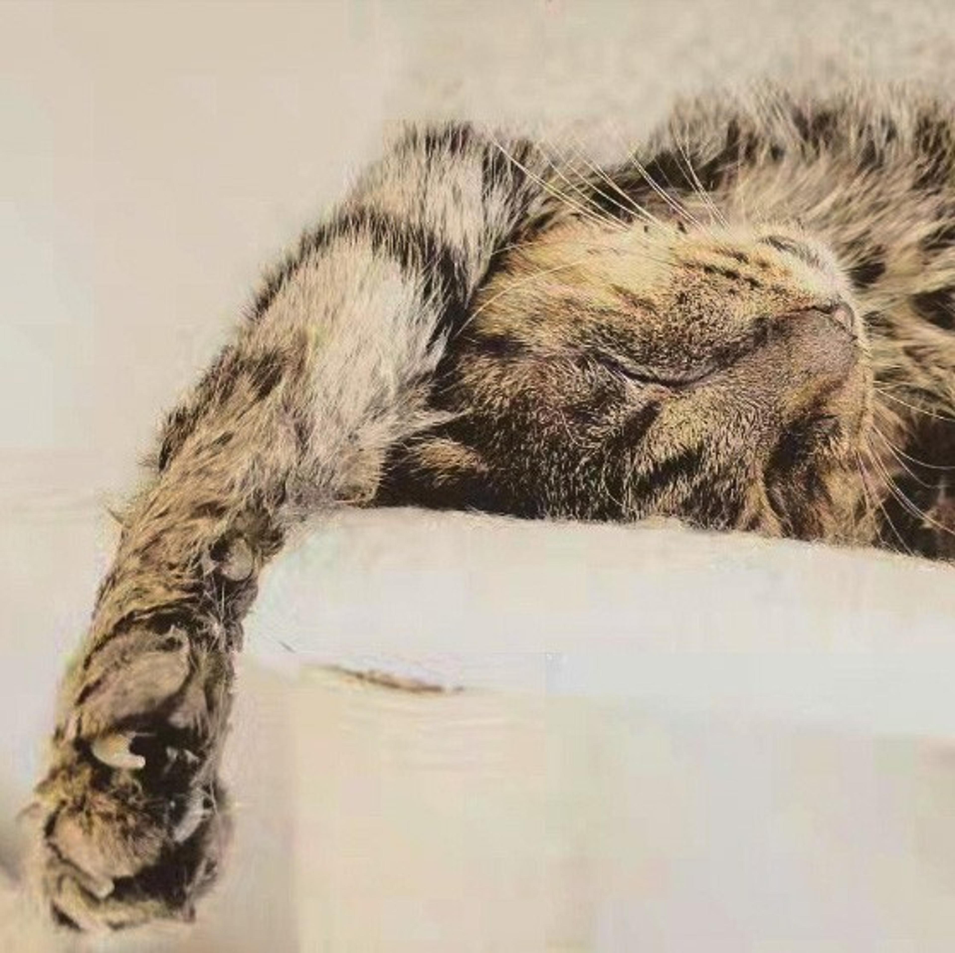 pet-image-8