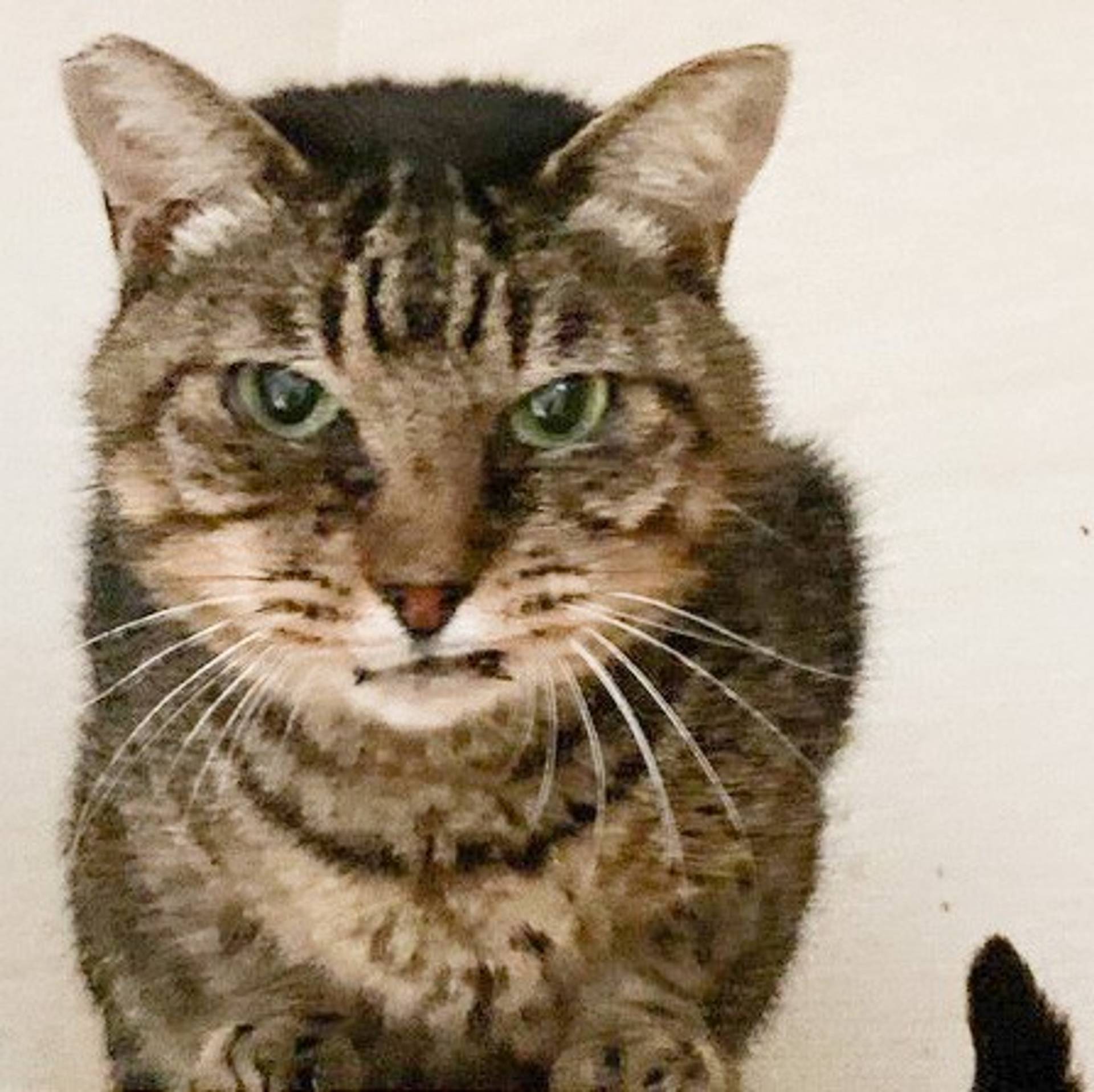 雑種（ミックス猫）・オスの里親募集の写真