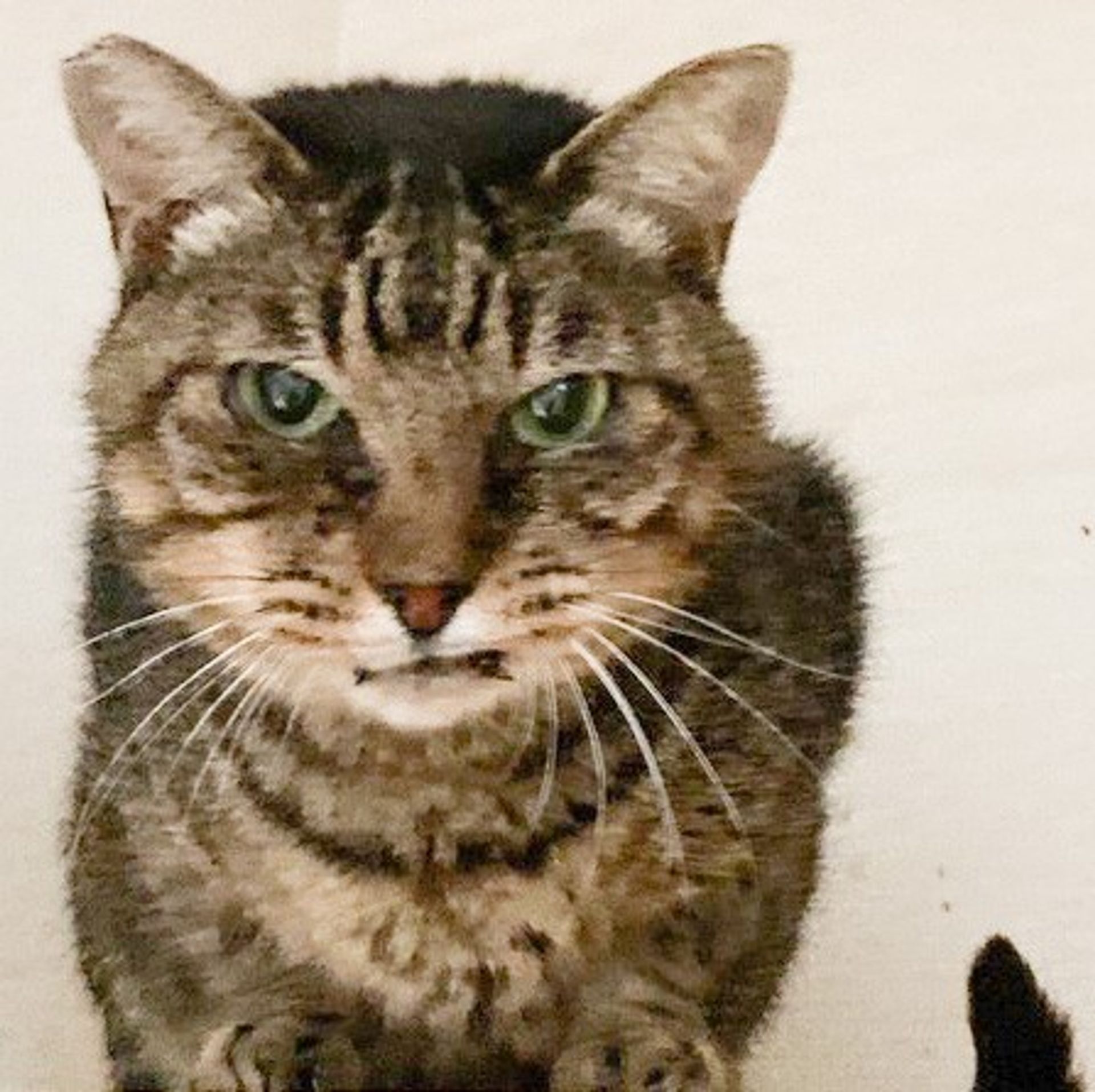 雑種（ミックス猫）・オスの里親募集の写真