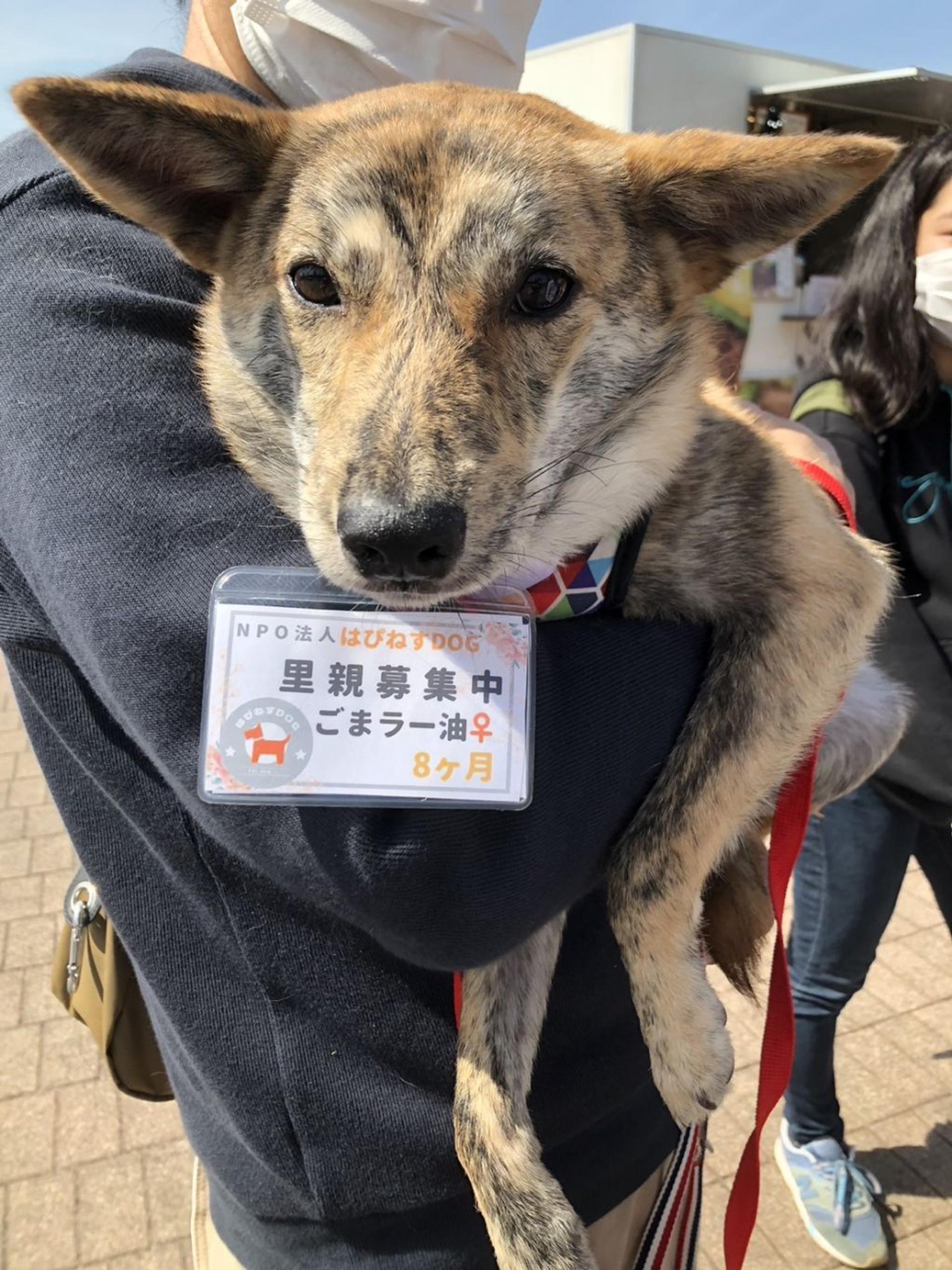 pet-image-7