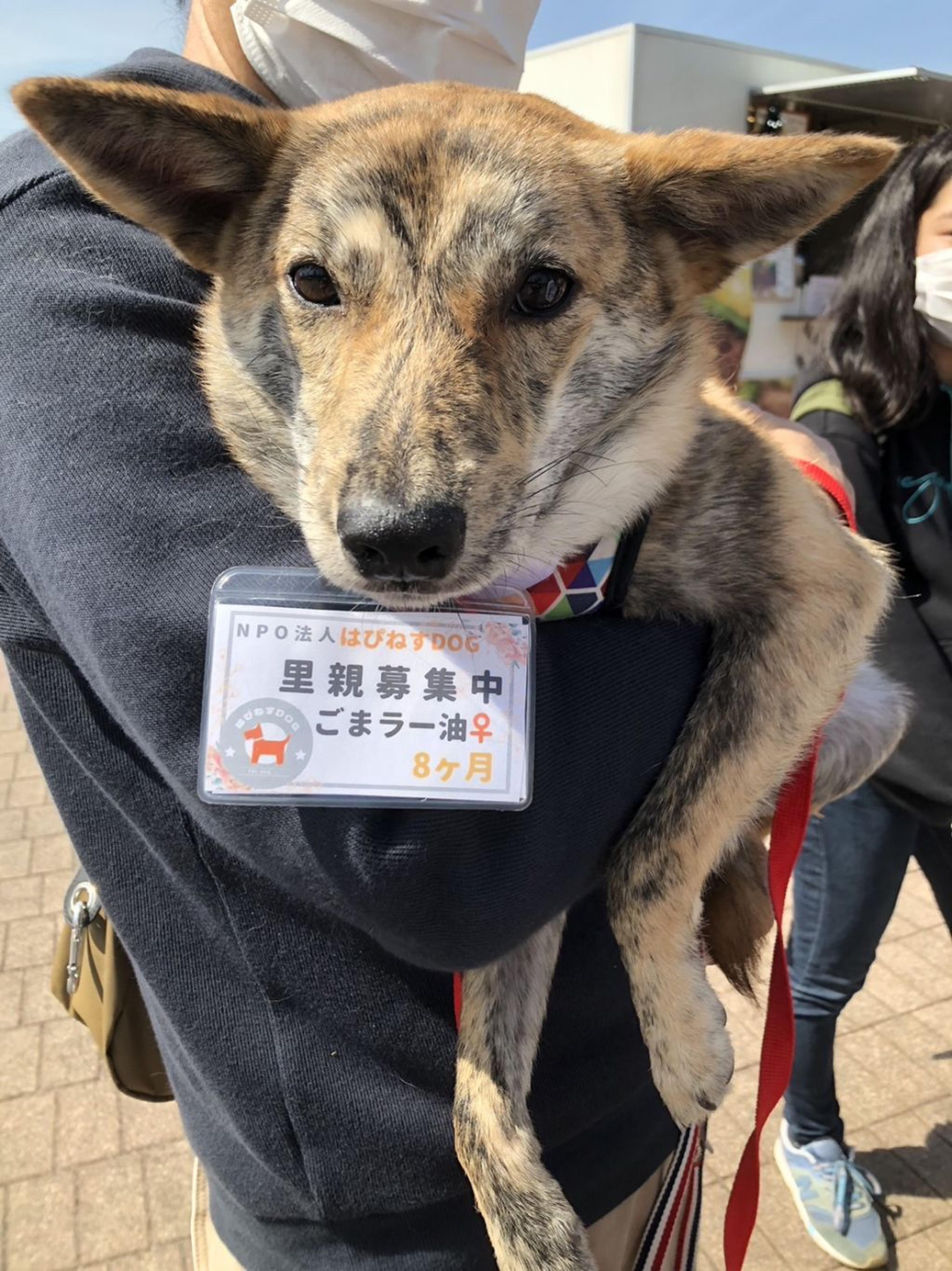 pet-image-7