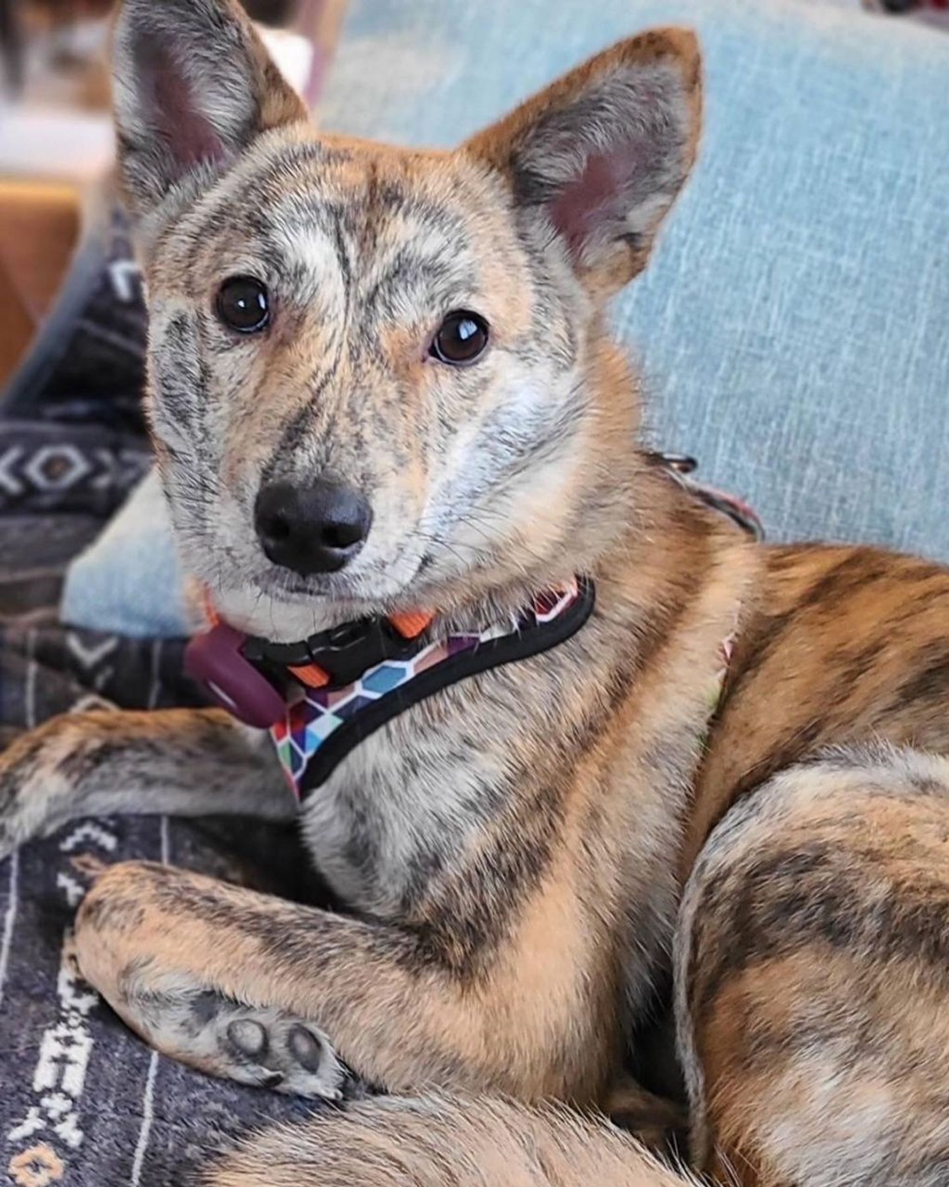 雑種（ミックス犬）・メスの里親募集の写真