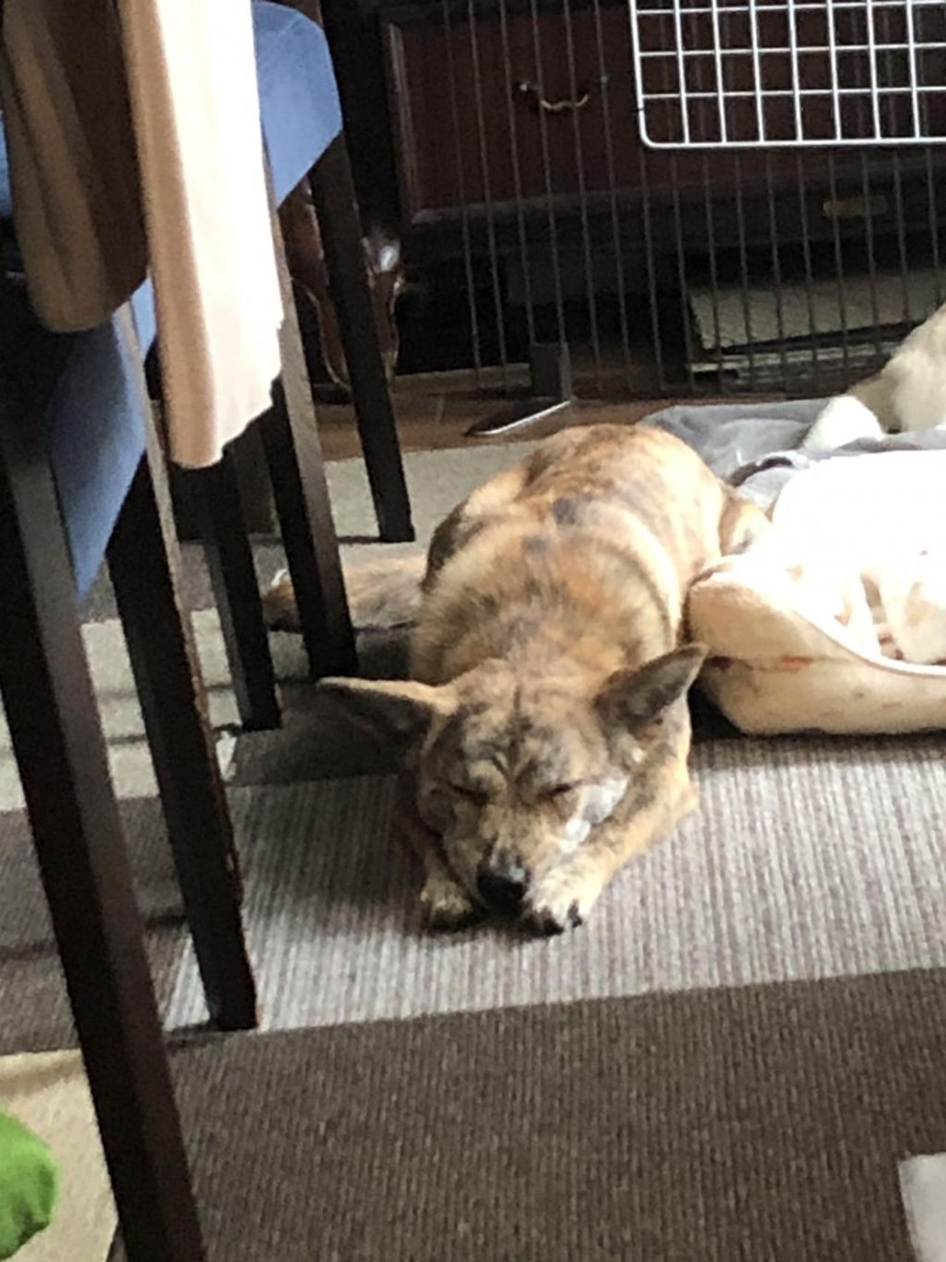 pet-image-8