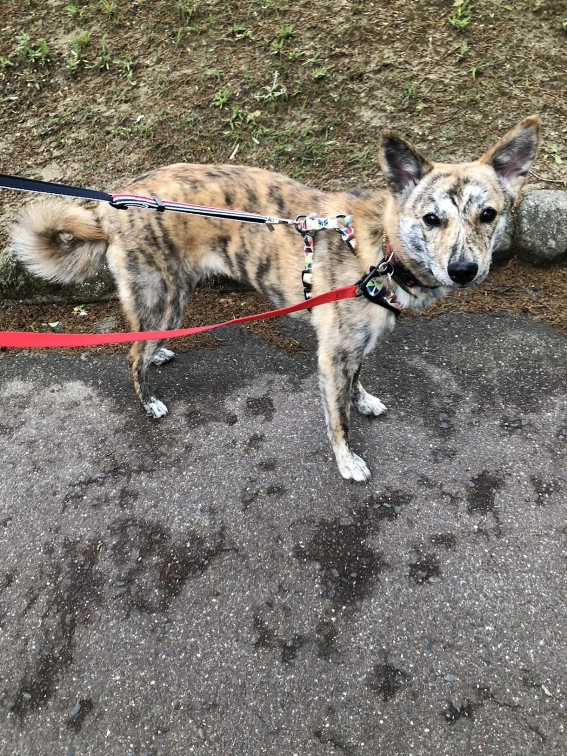 pet-image-4