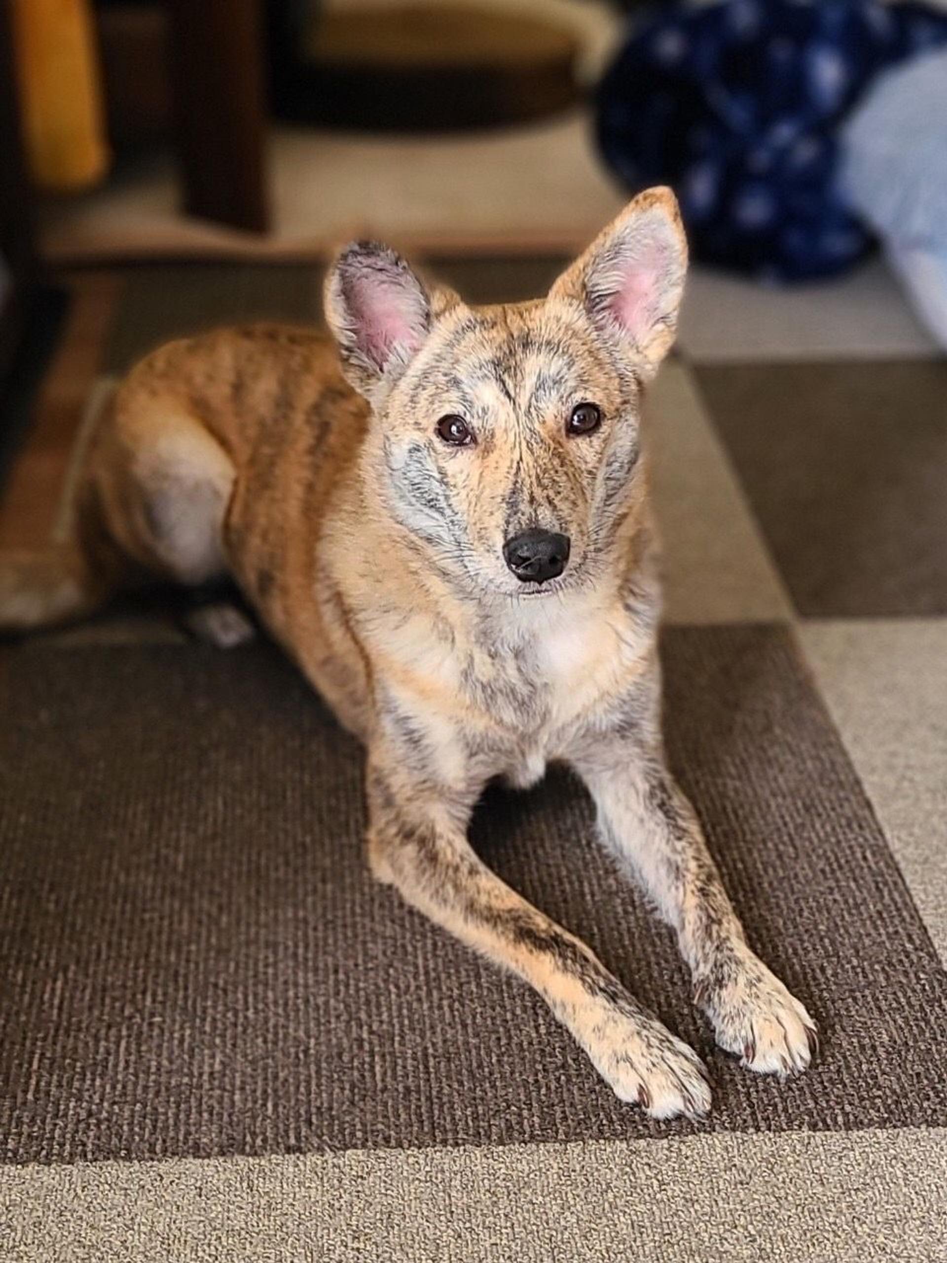 pet-image-2
