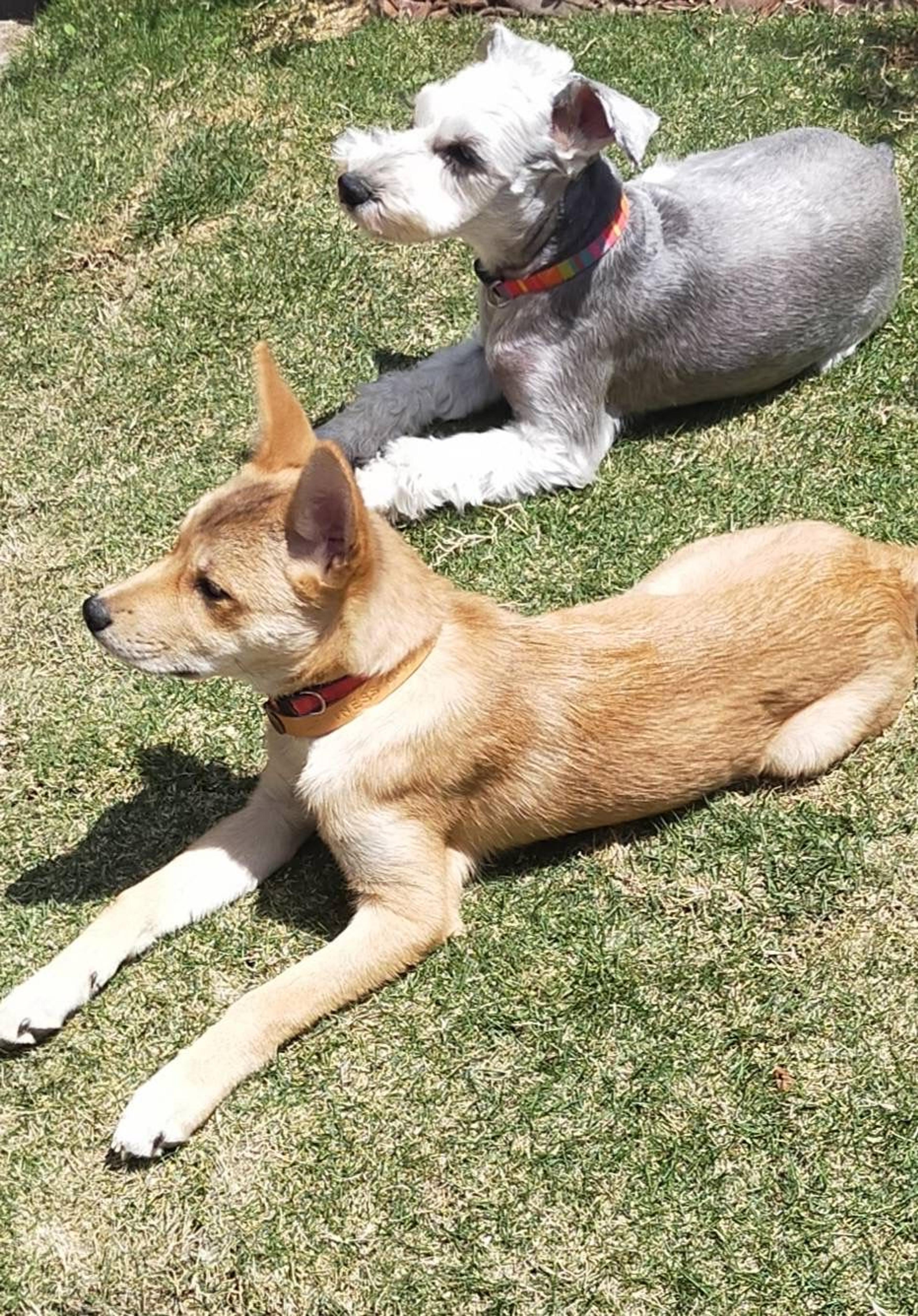 pet-image-4