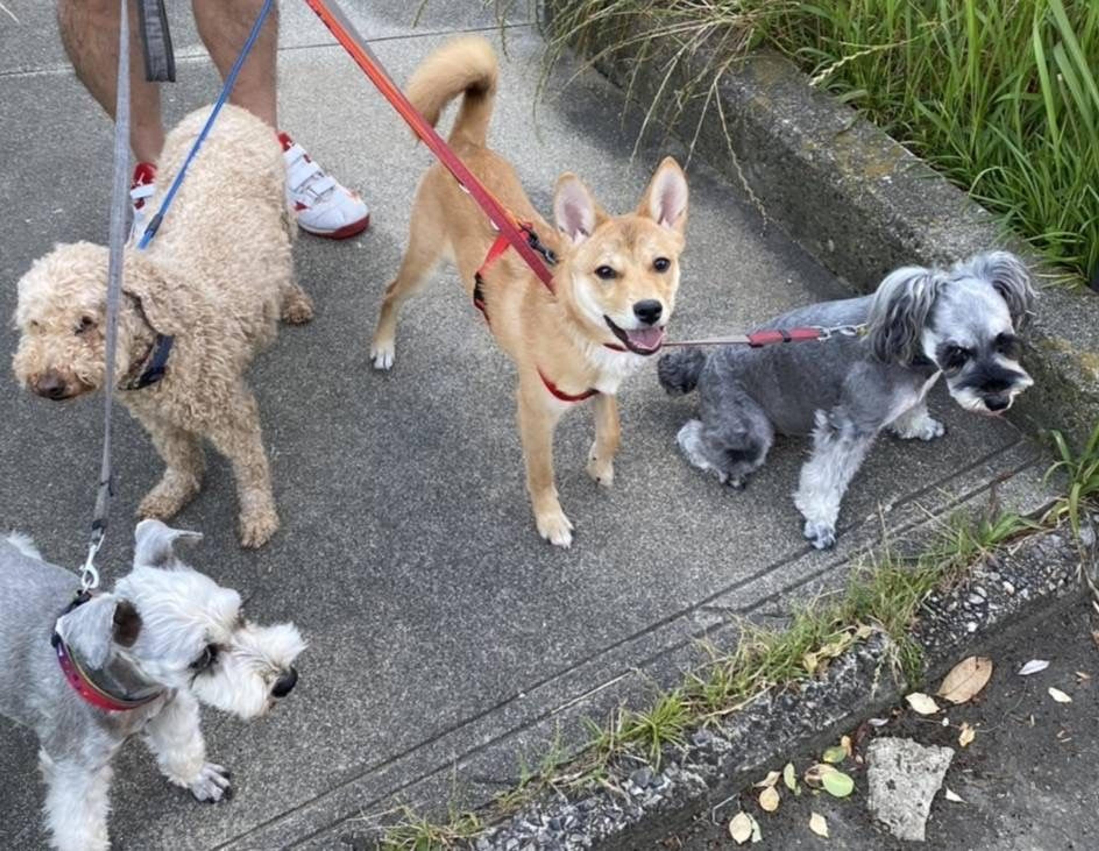 pet-image-5