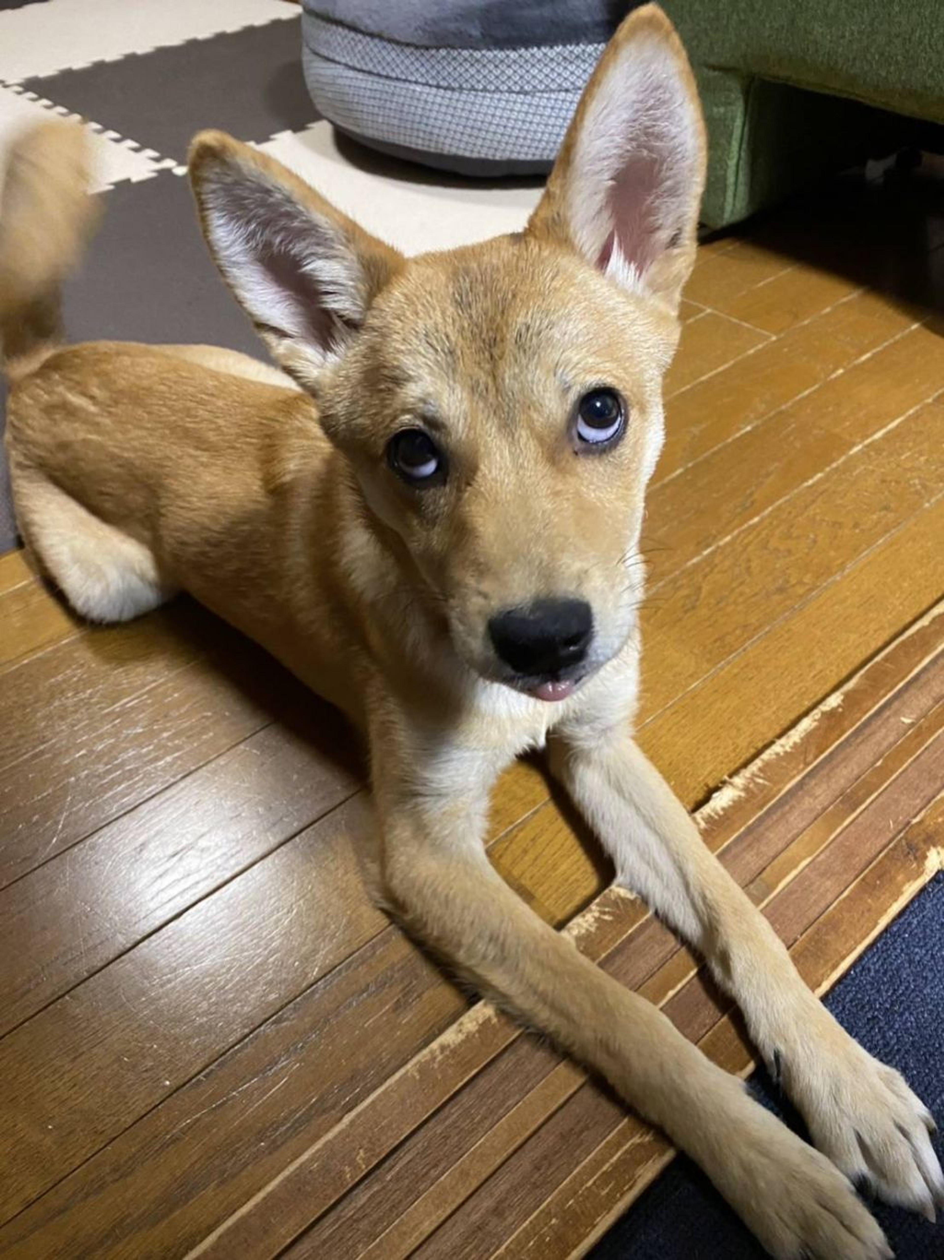 pet-image-3