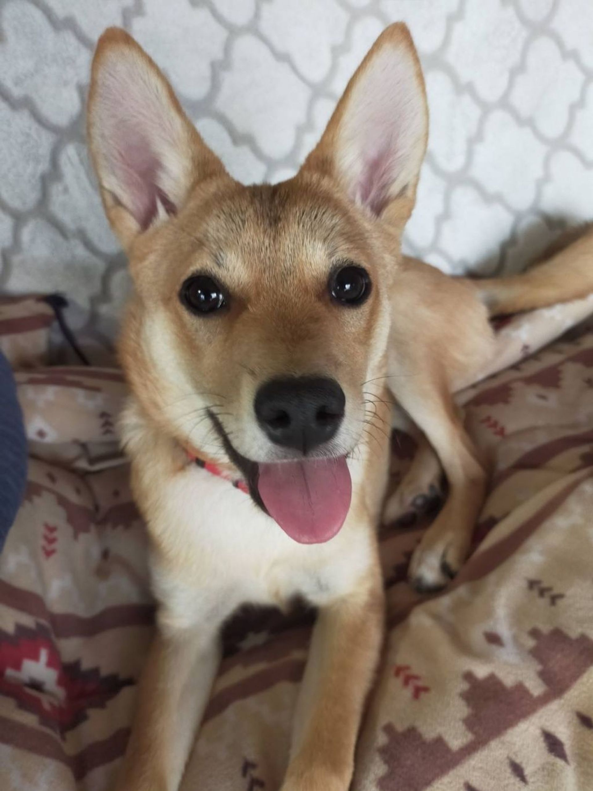 雑種（ミックス犬）・メスの里親募集の写真