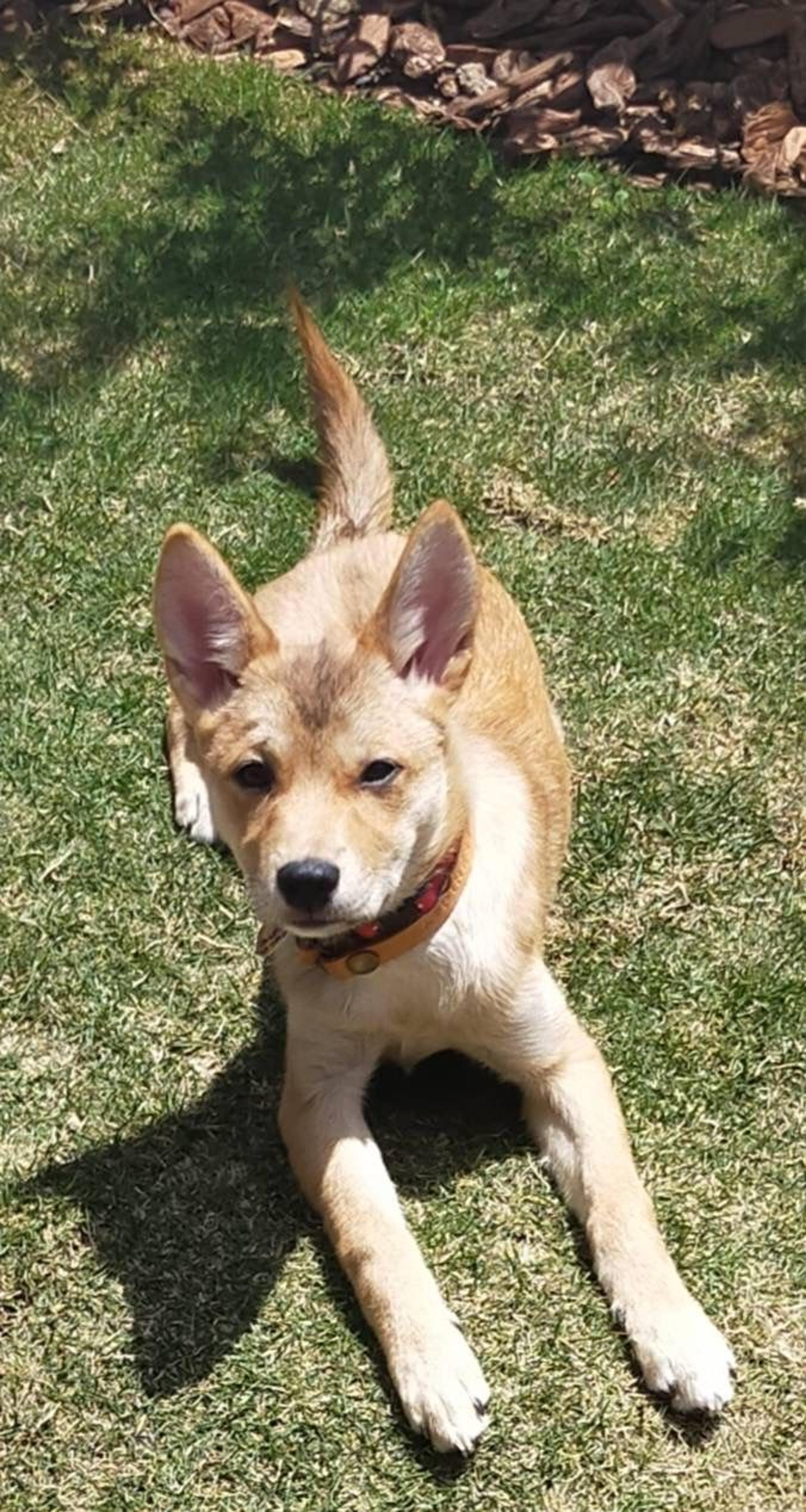 pet-image-2