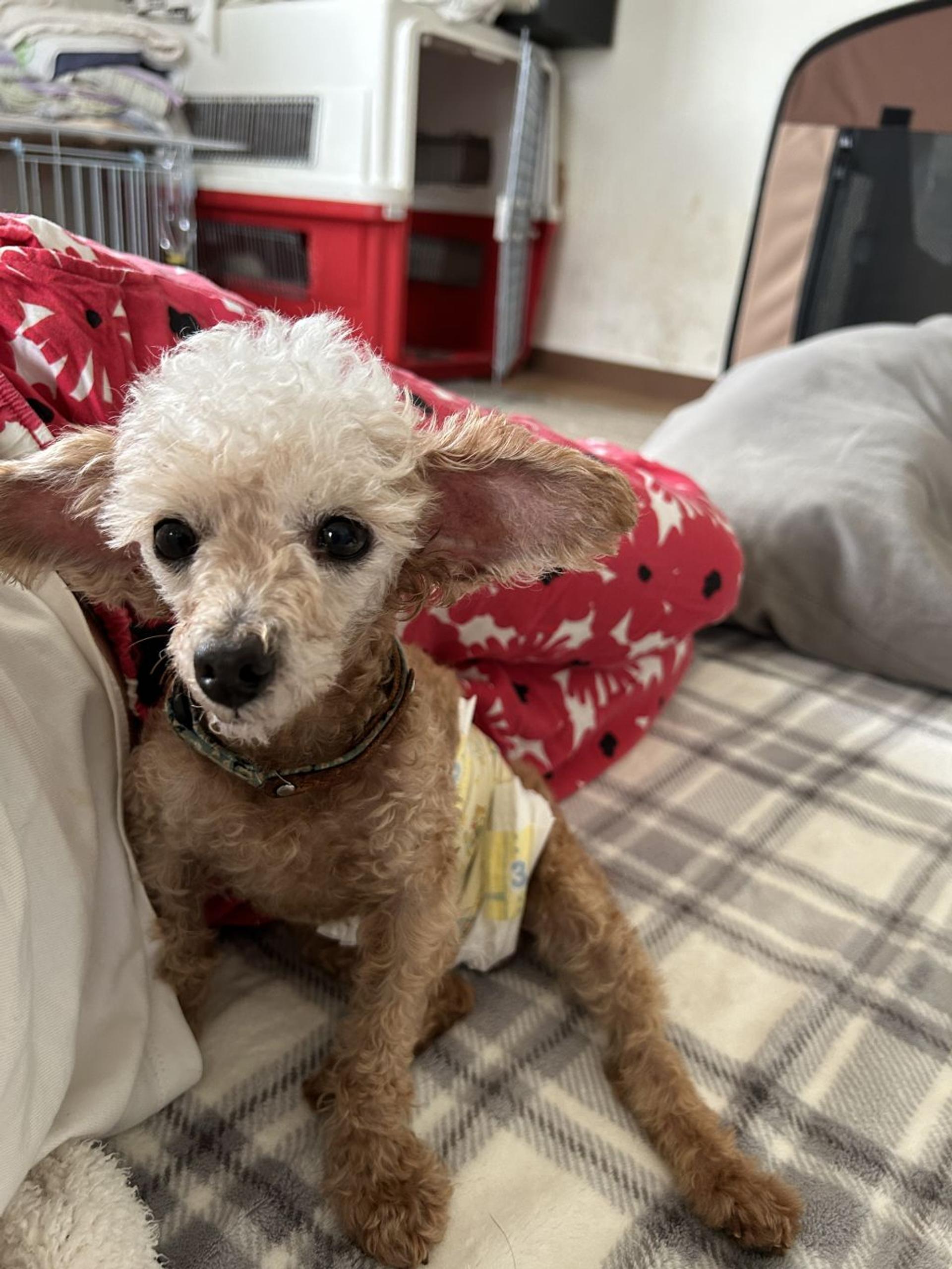 pet-image-5
