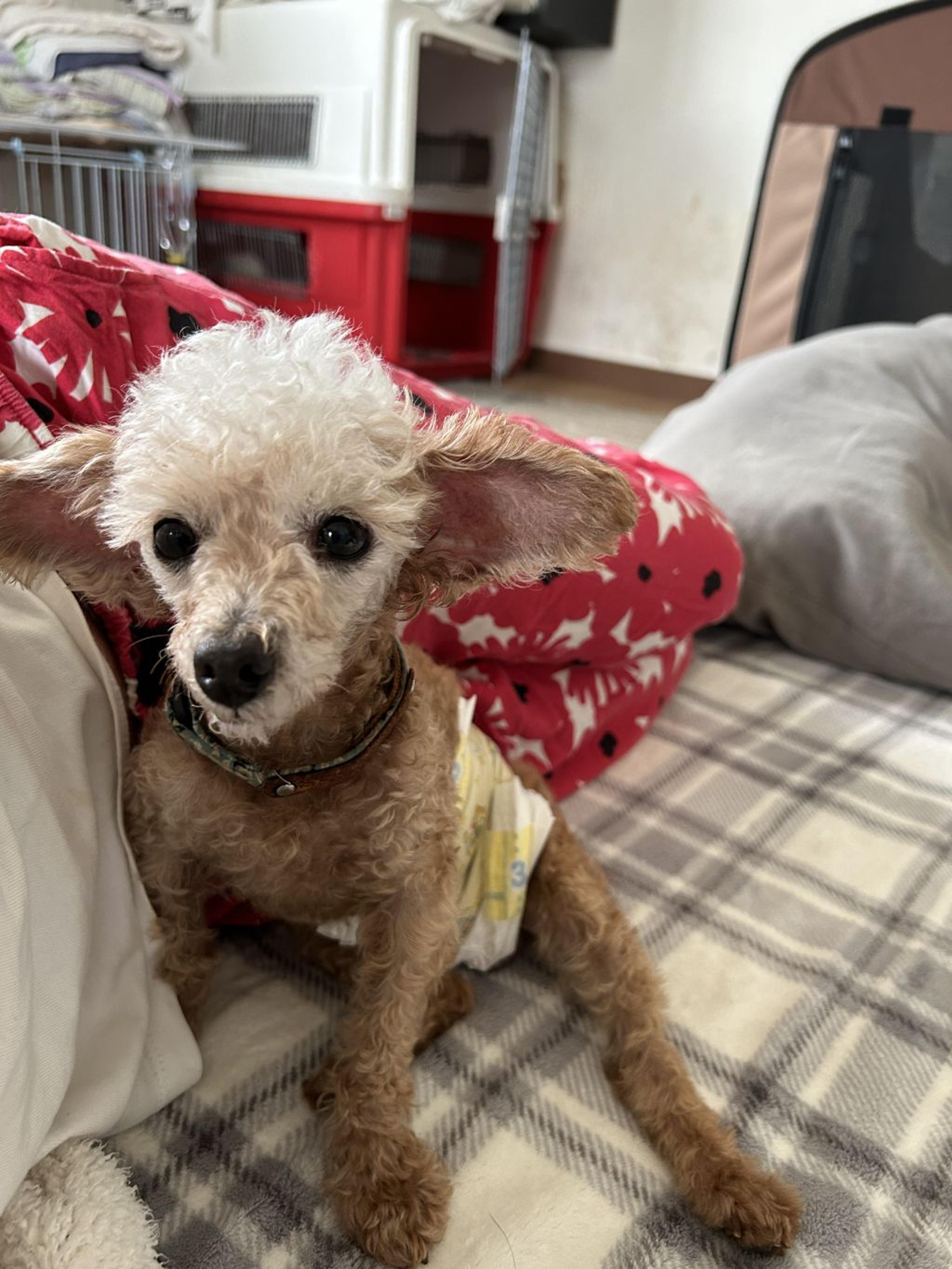 pet-image-5
