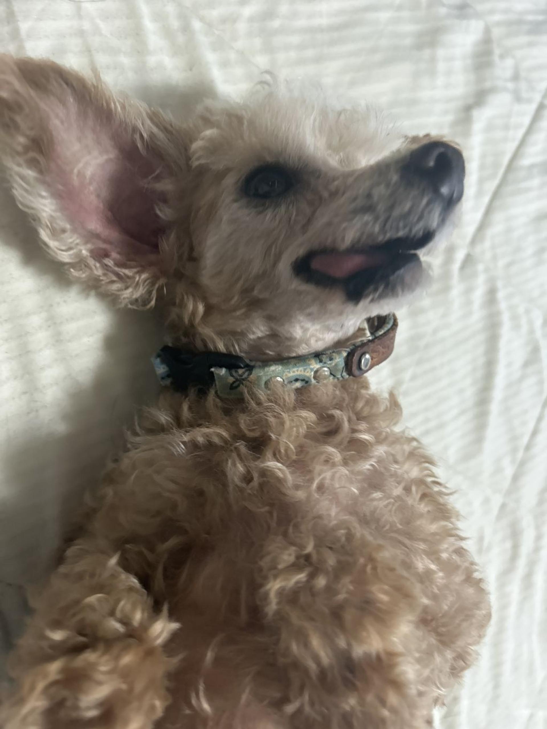 pet-image-6
