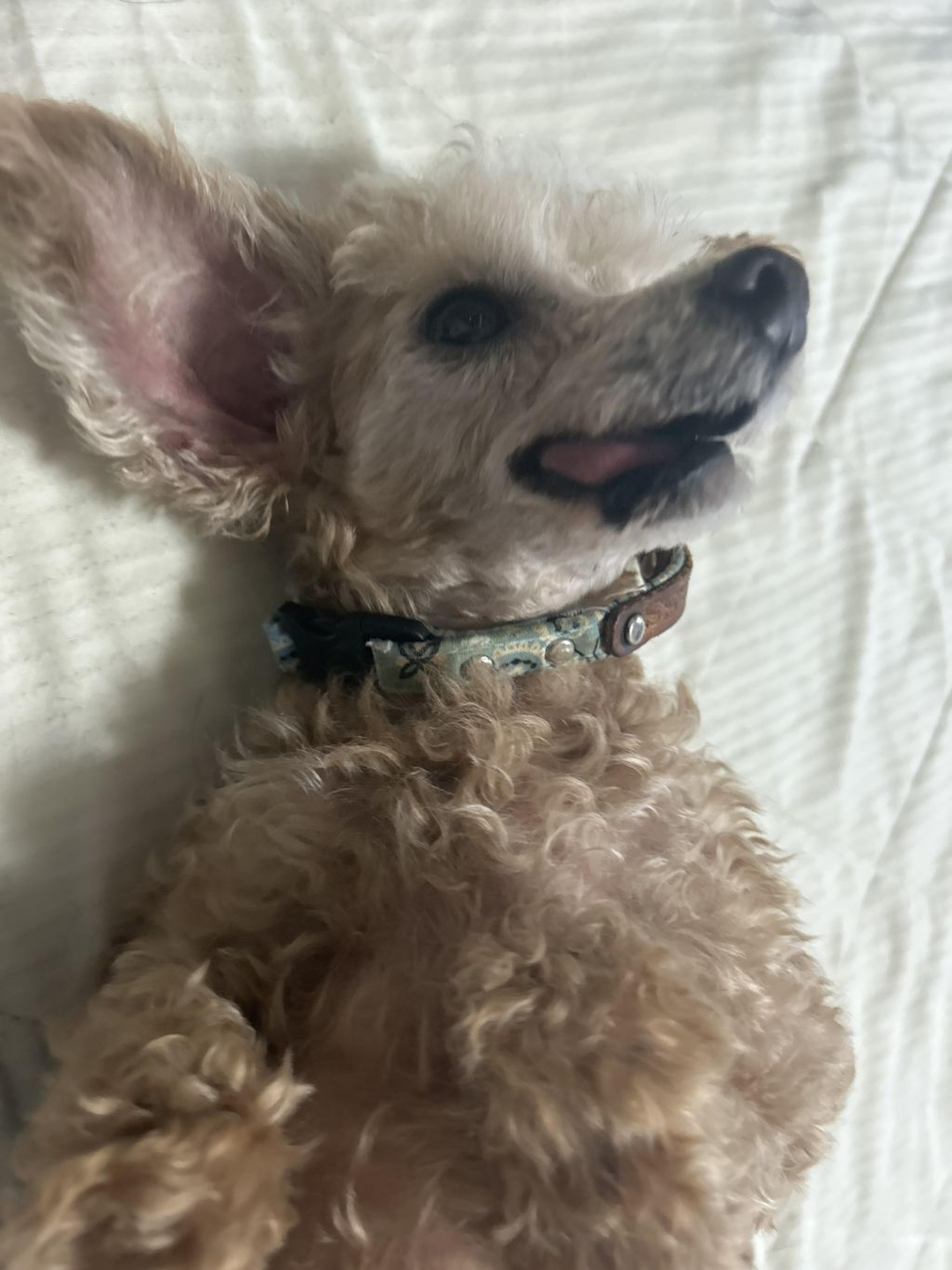 pet-image-6