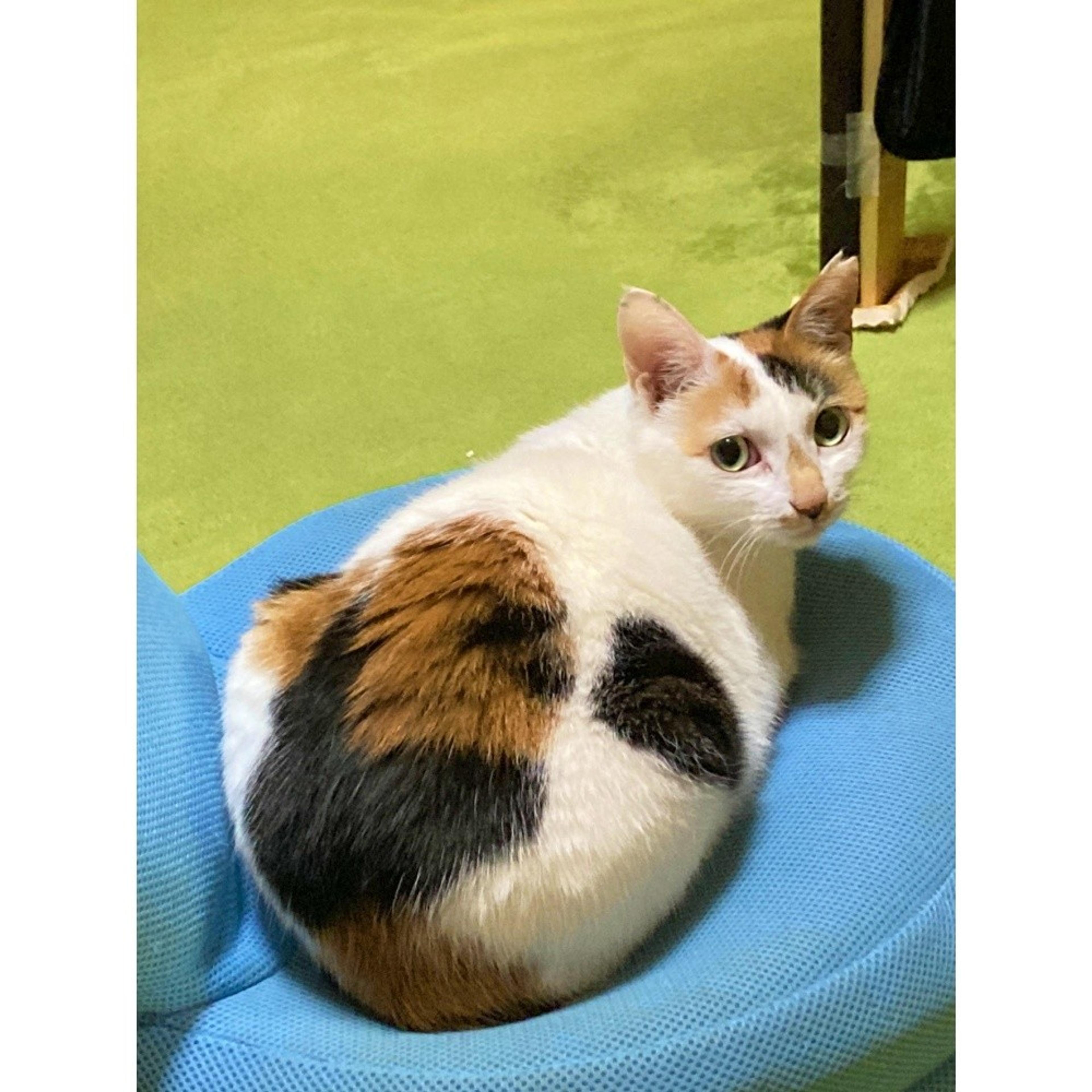 pet-image-5
