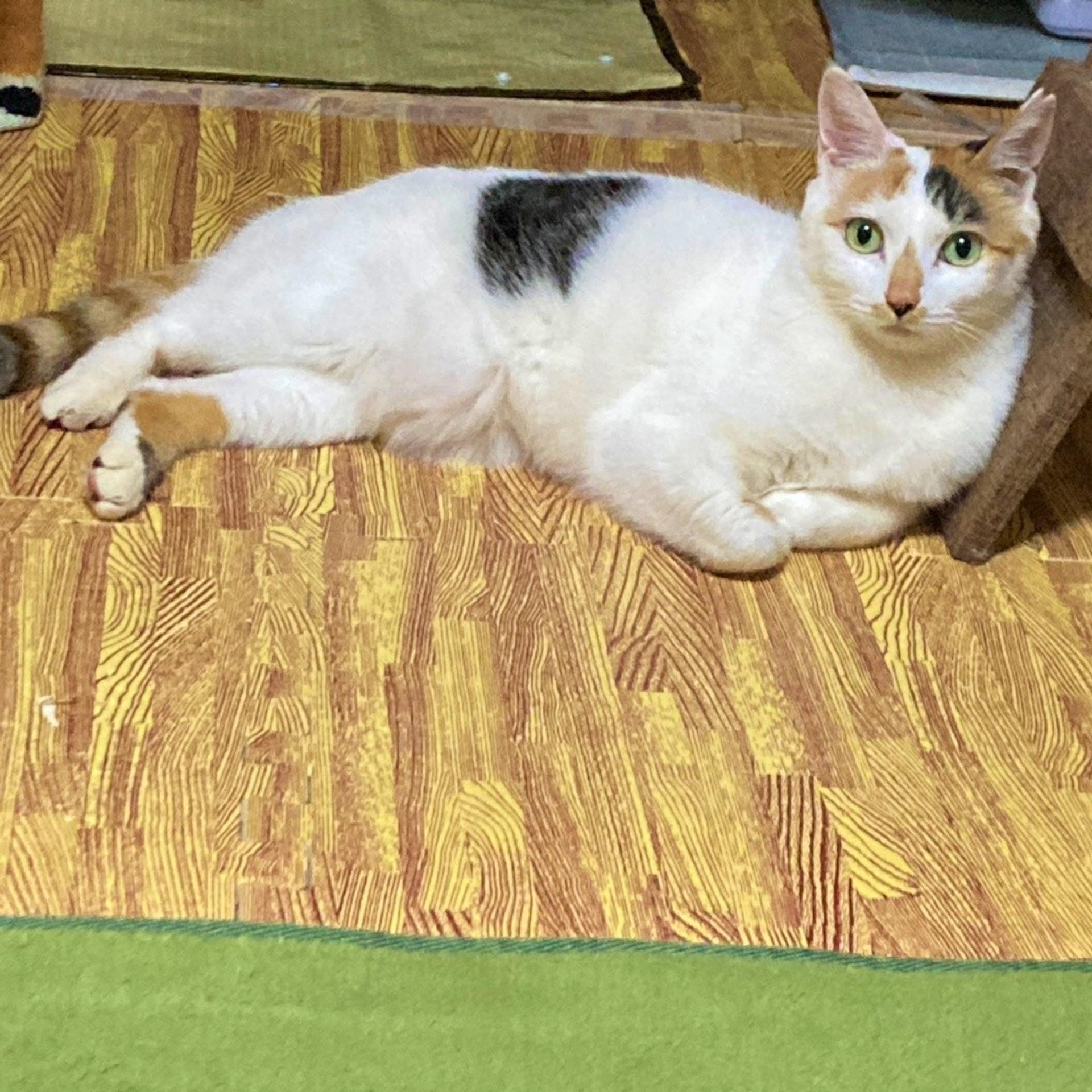 pet-image-3