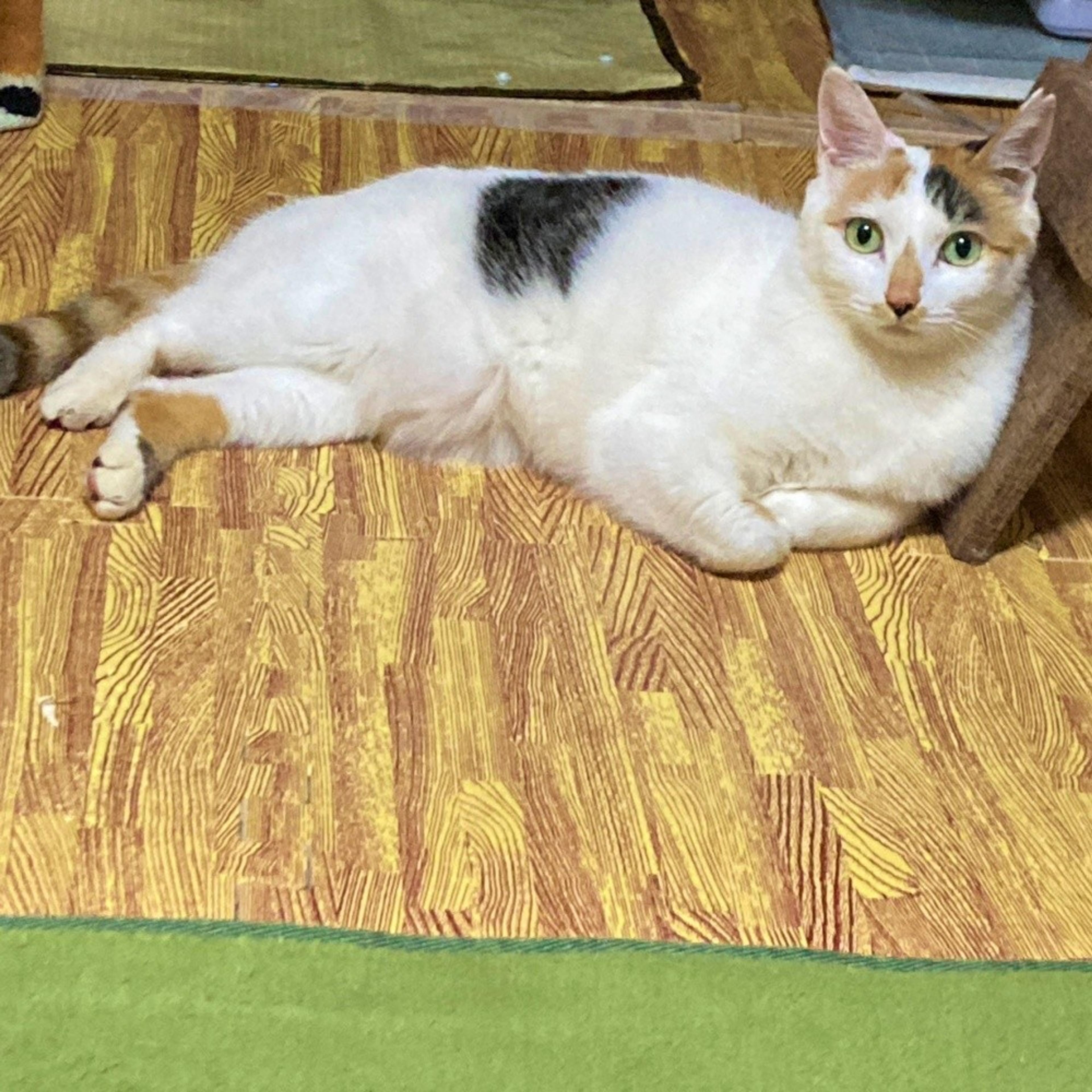 pet-image-3