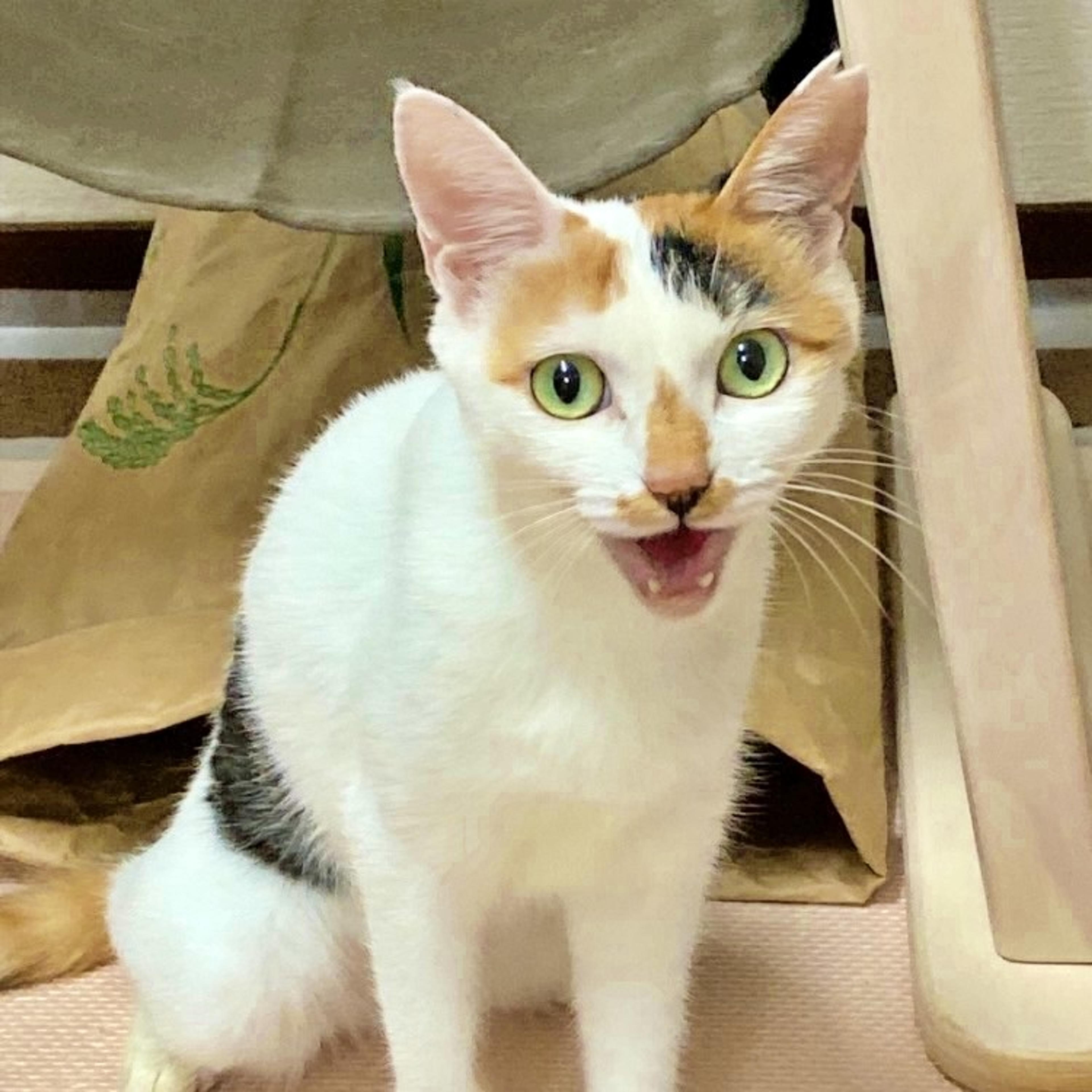 pet-image-4