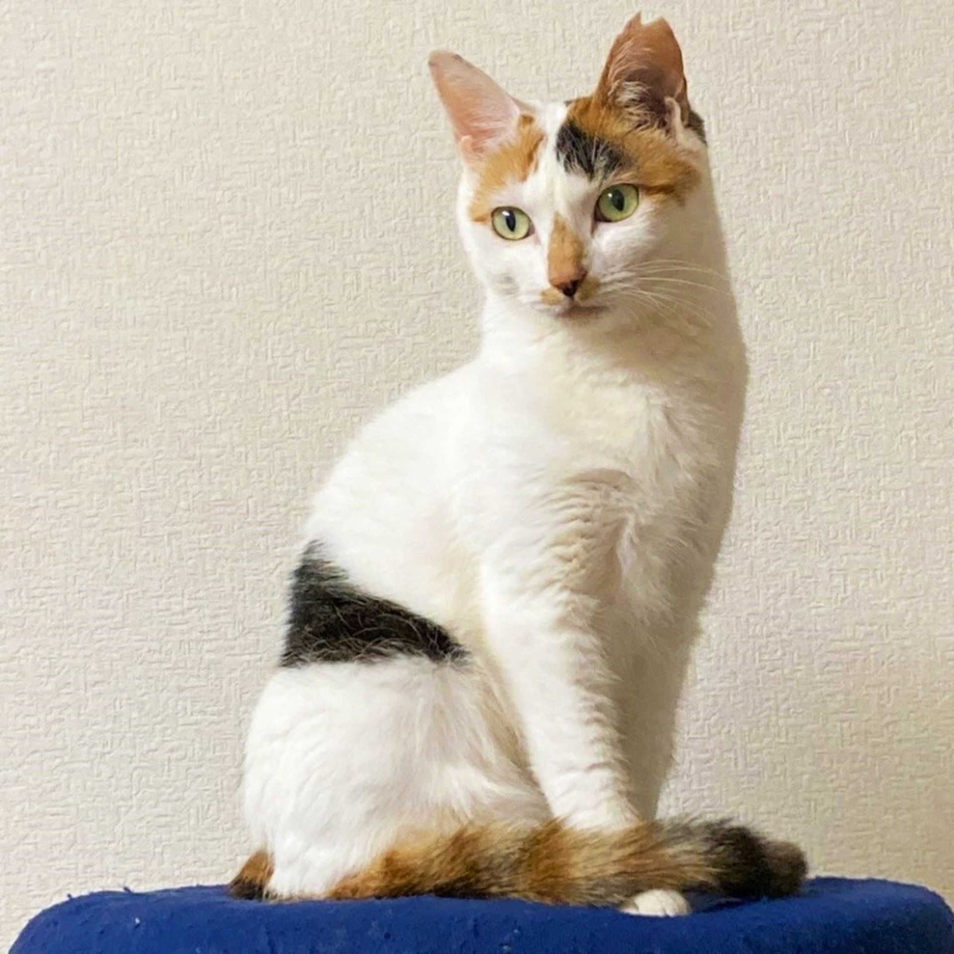 雑種（ミックス猫）・メスの里親募集の写真
