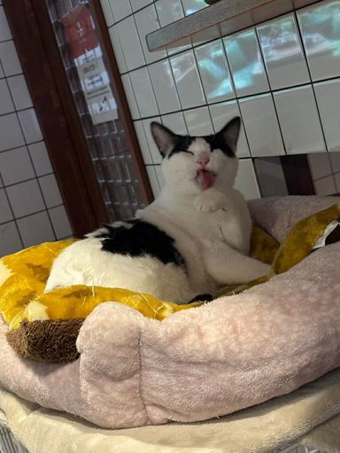 雑種（ミックス猫）・メスの里親募集の写真