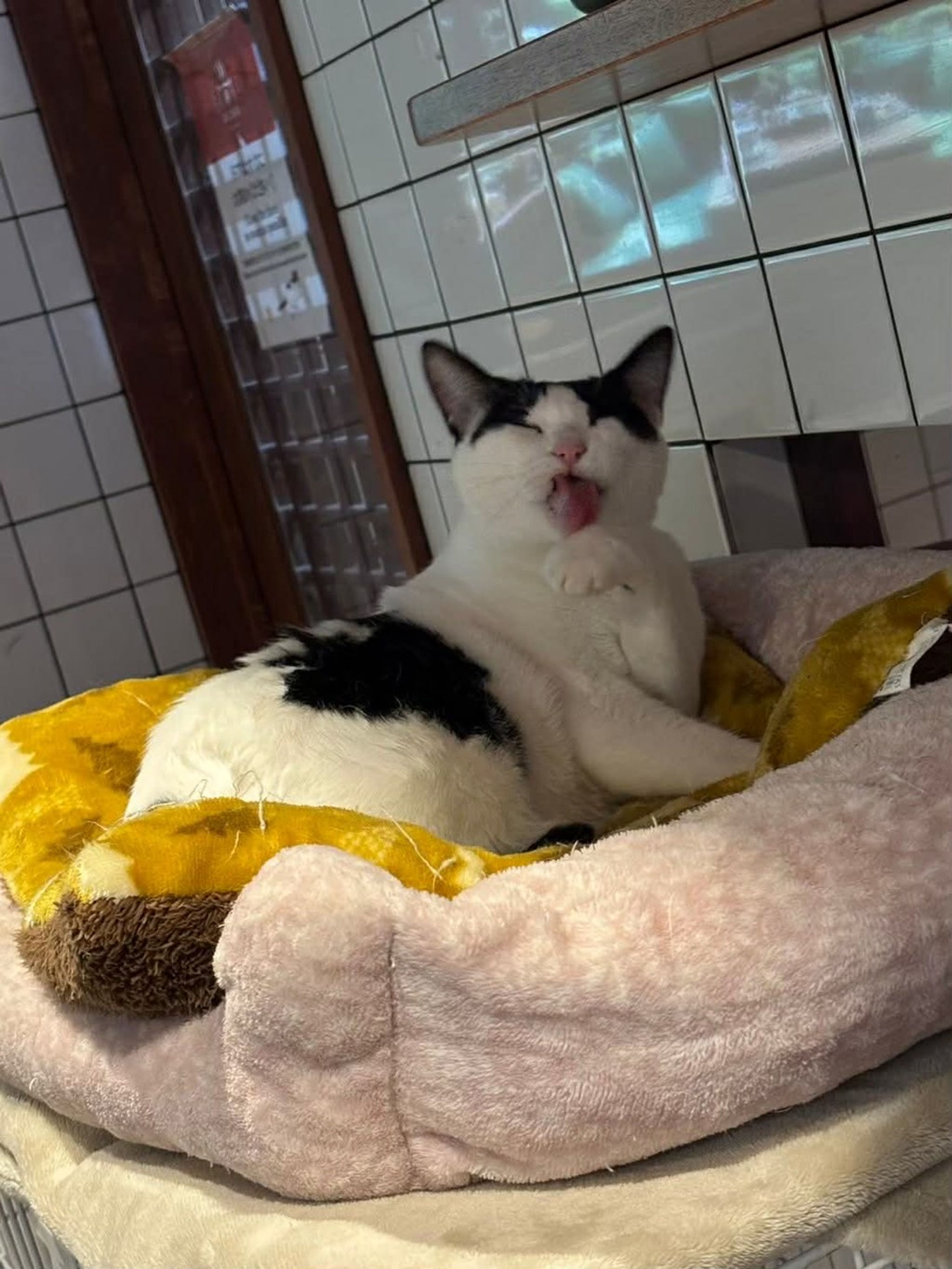 雑種（ミックス猫）・メスの里親募集の写真