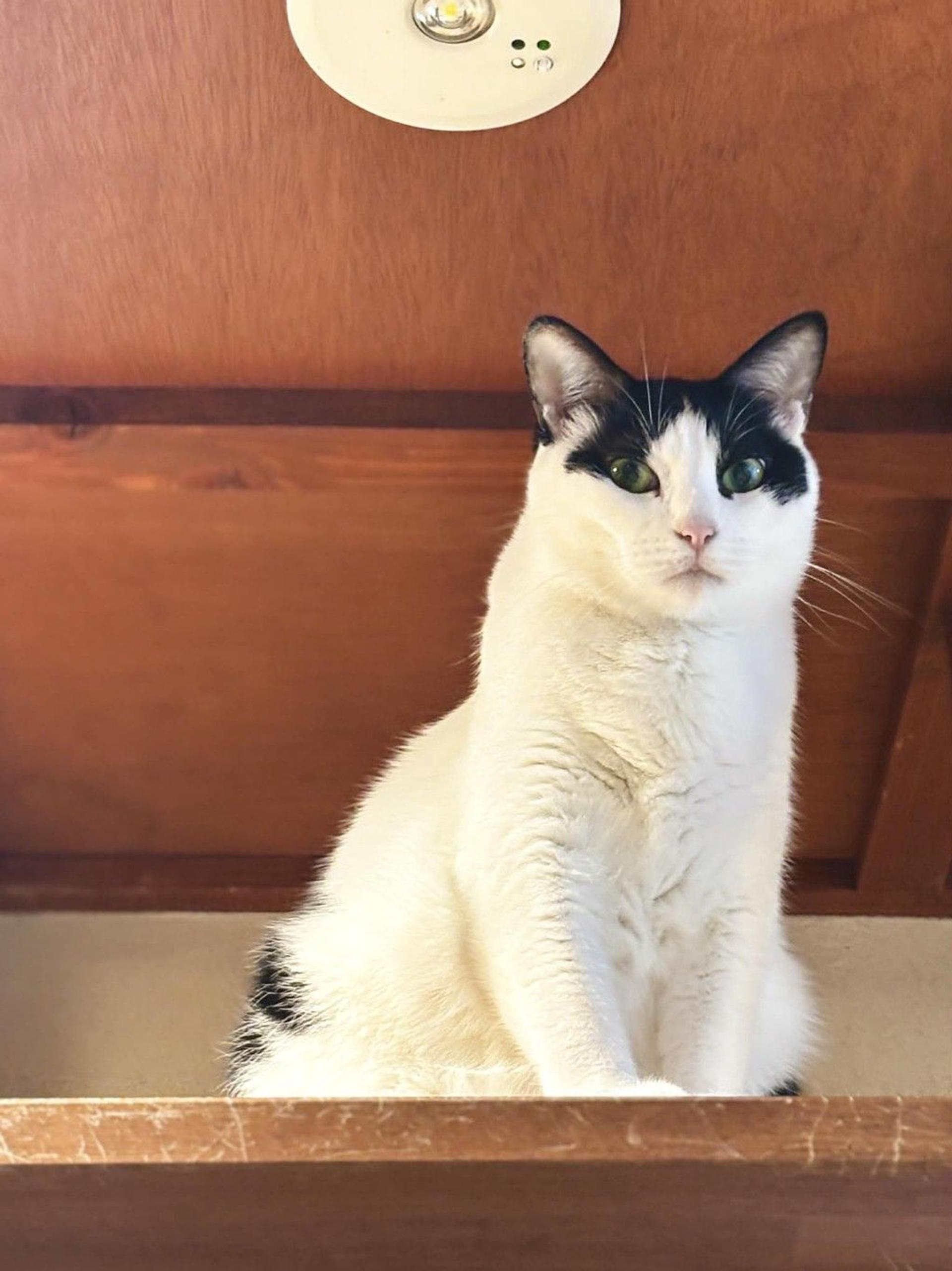 pet-image-3