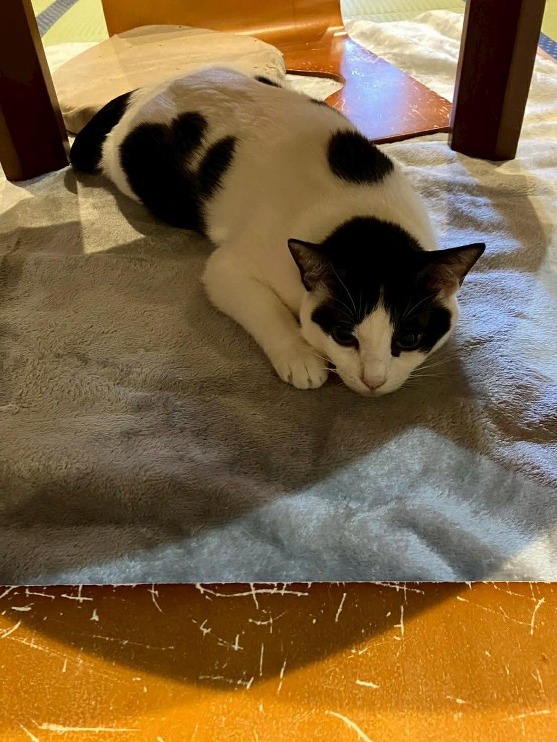pet-image-4