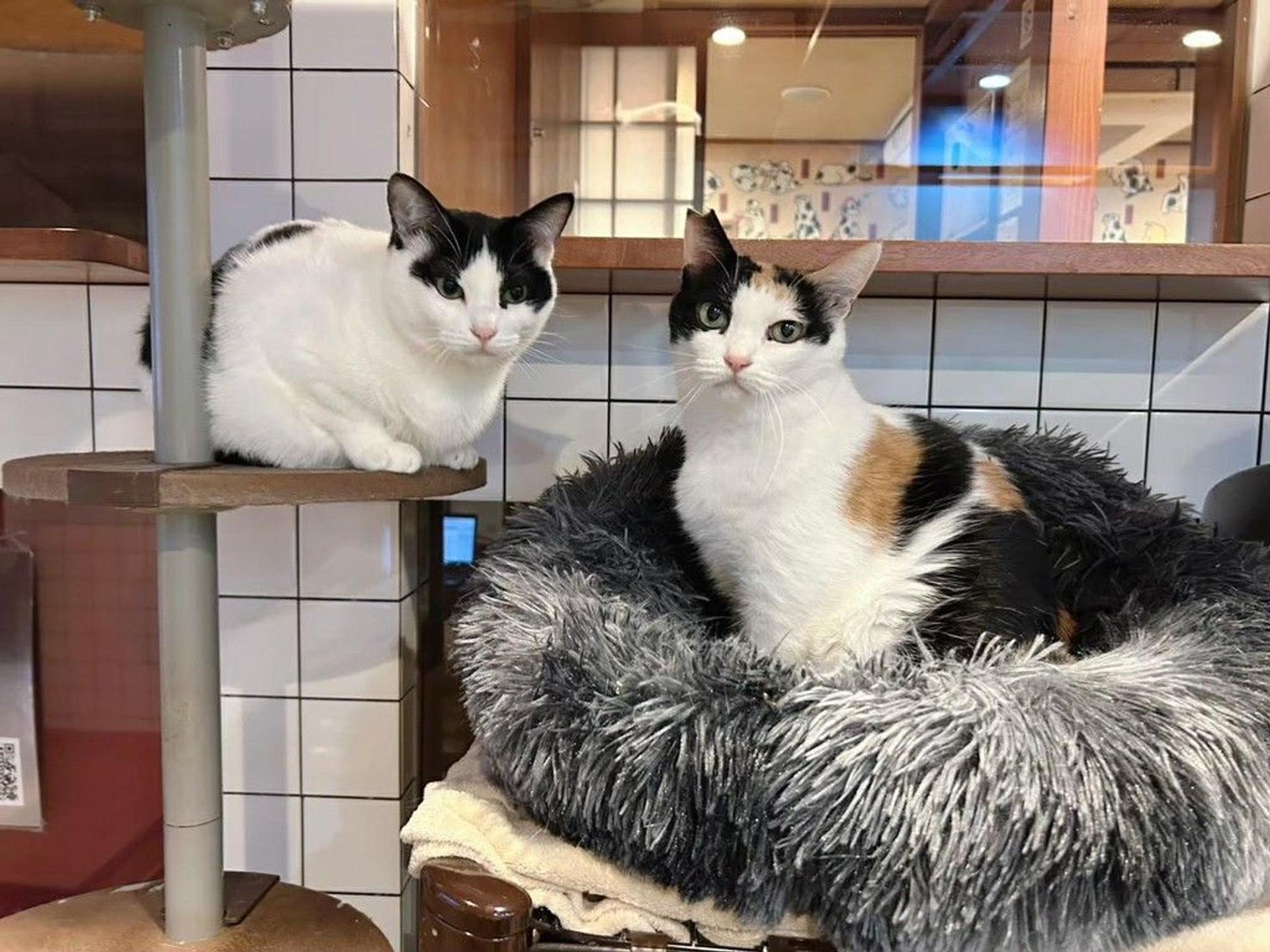 pet-image-6