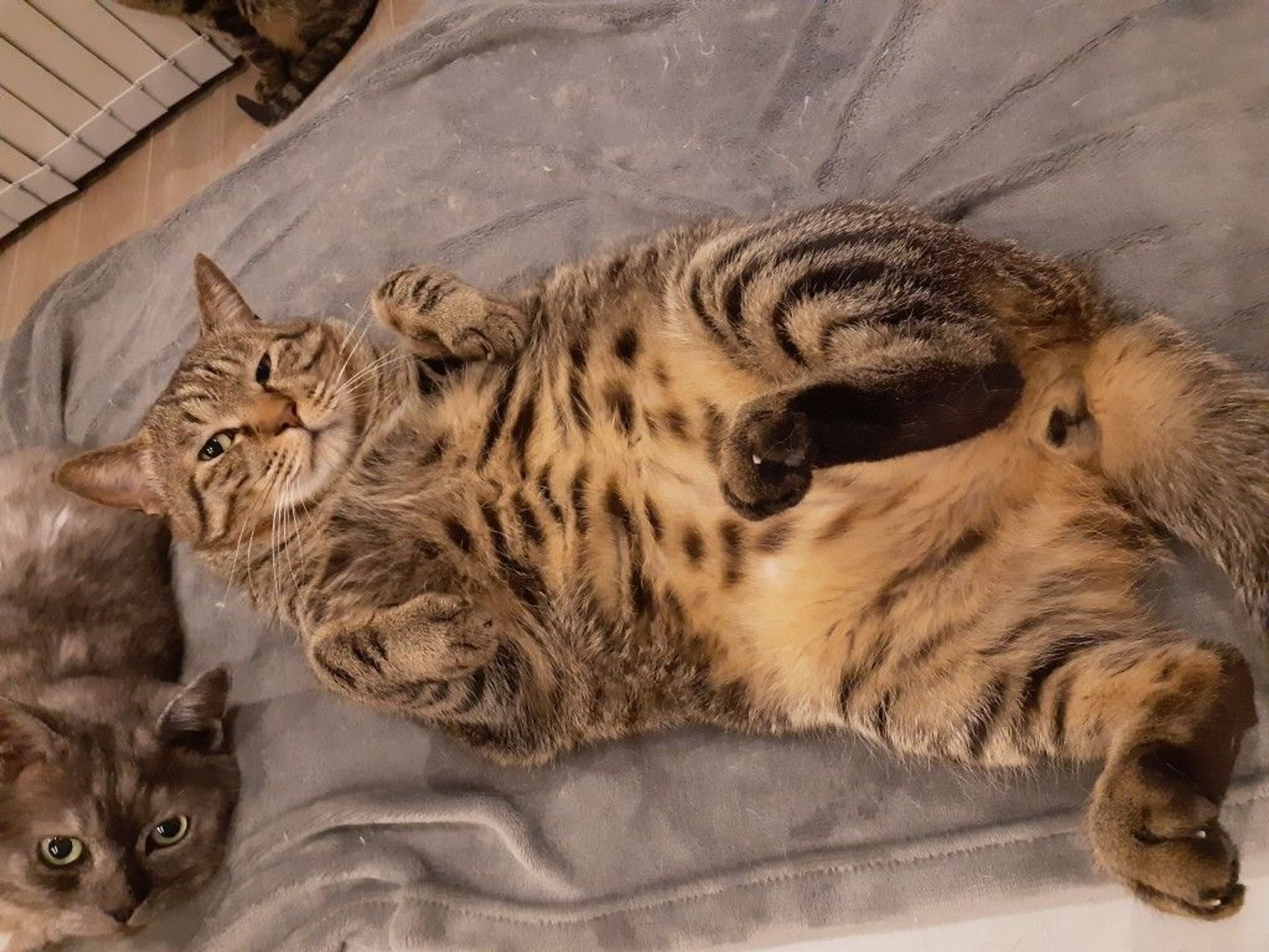雑種（ミックス猫）・オスの里親募集の写真