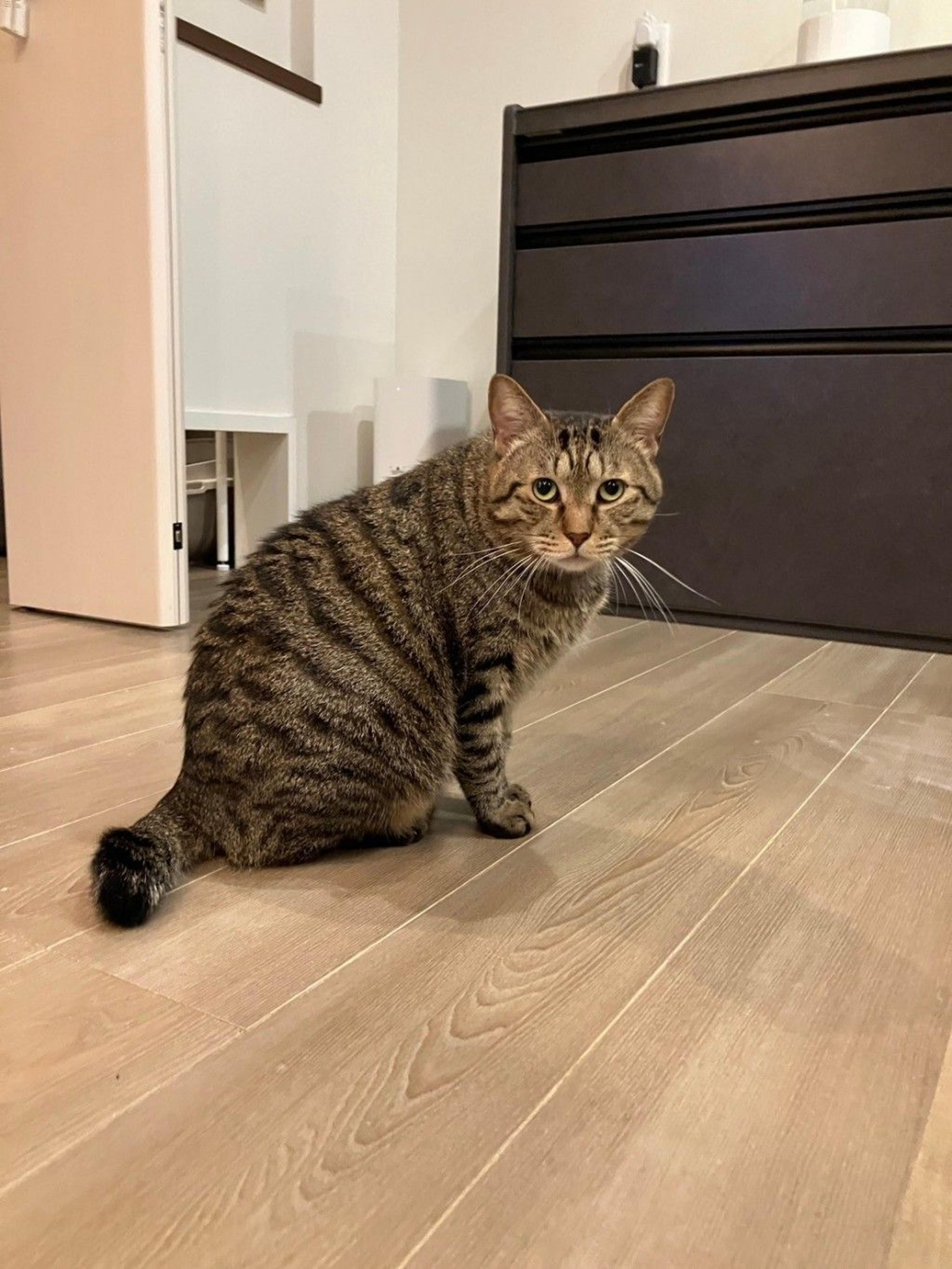 pet-image-2