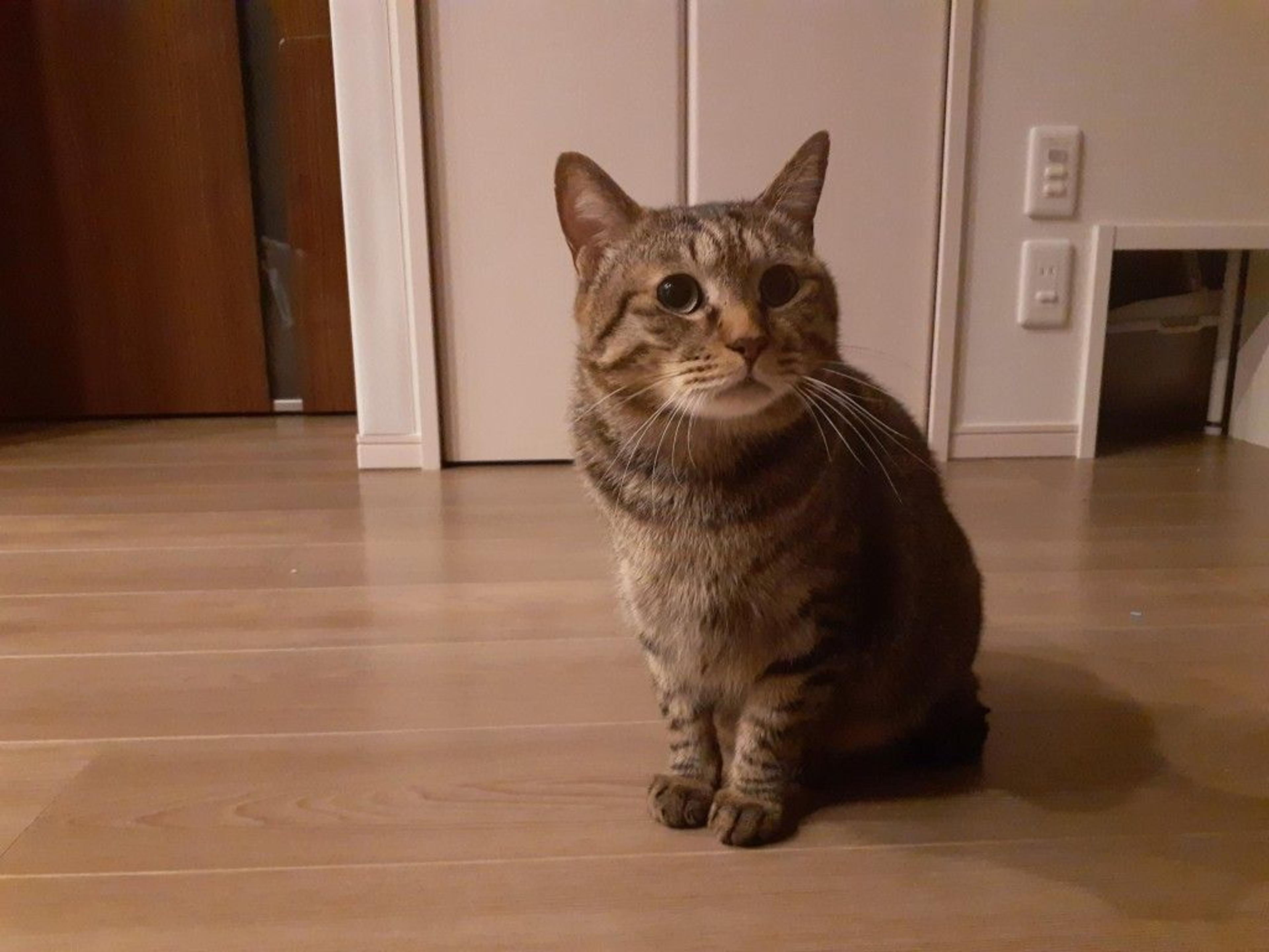 pet-image-3