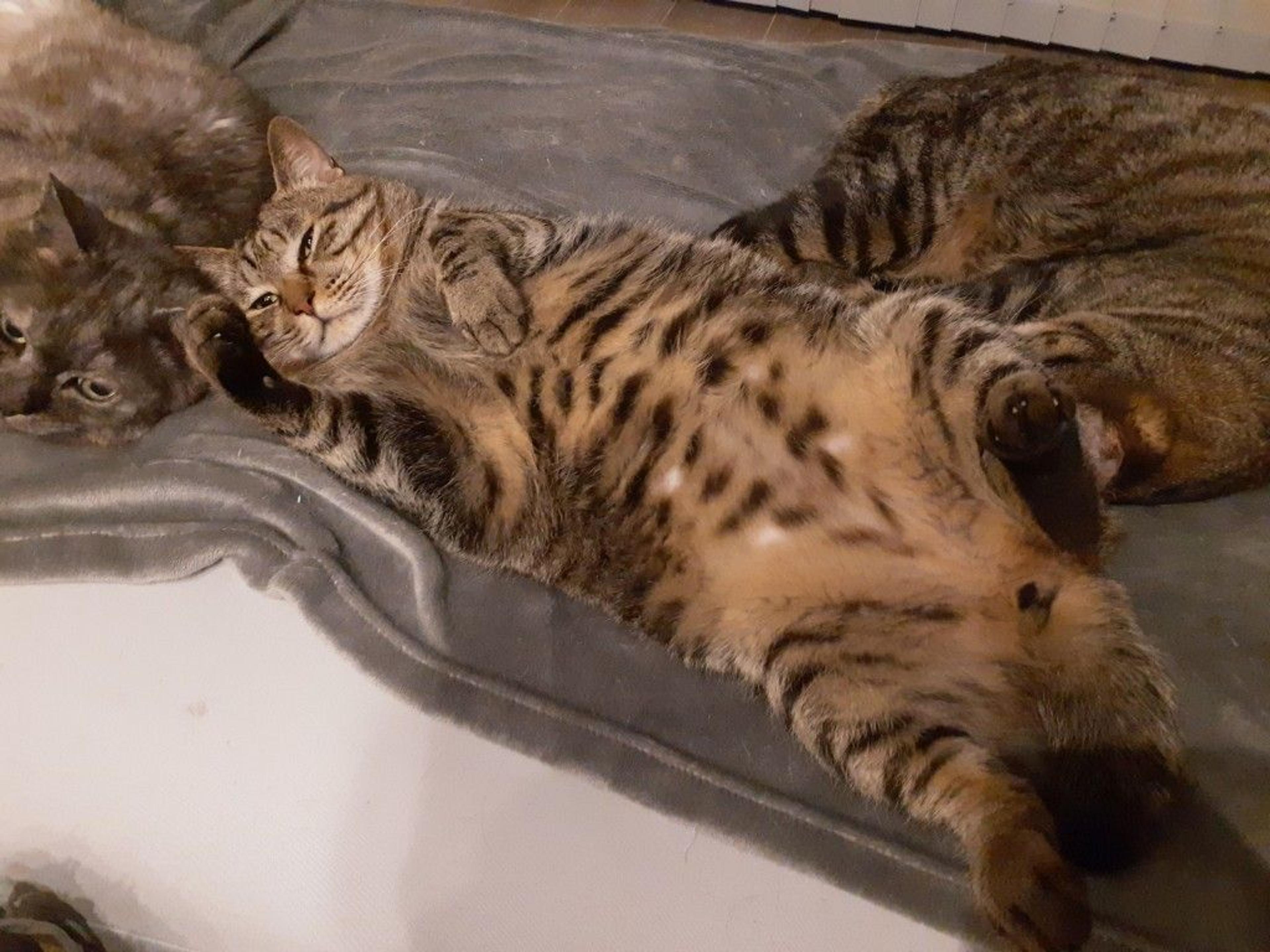 pet-image-4