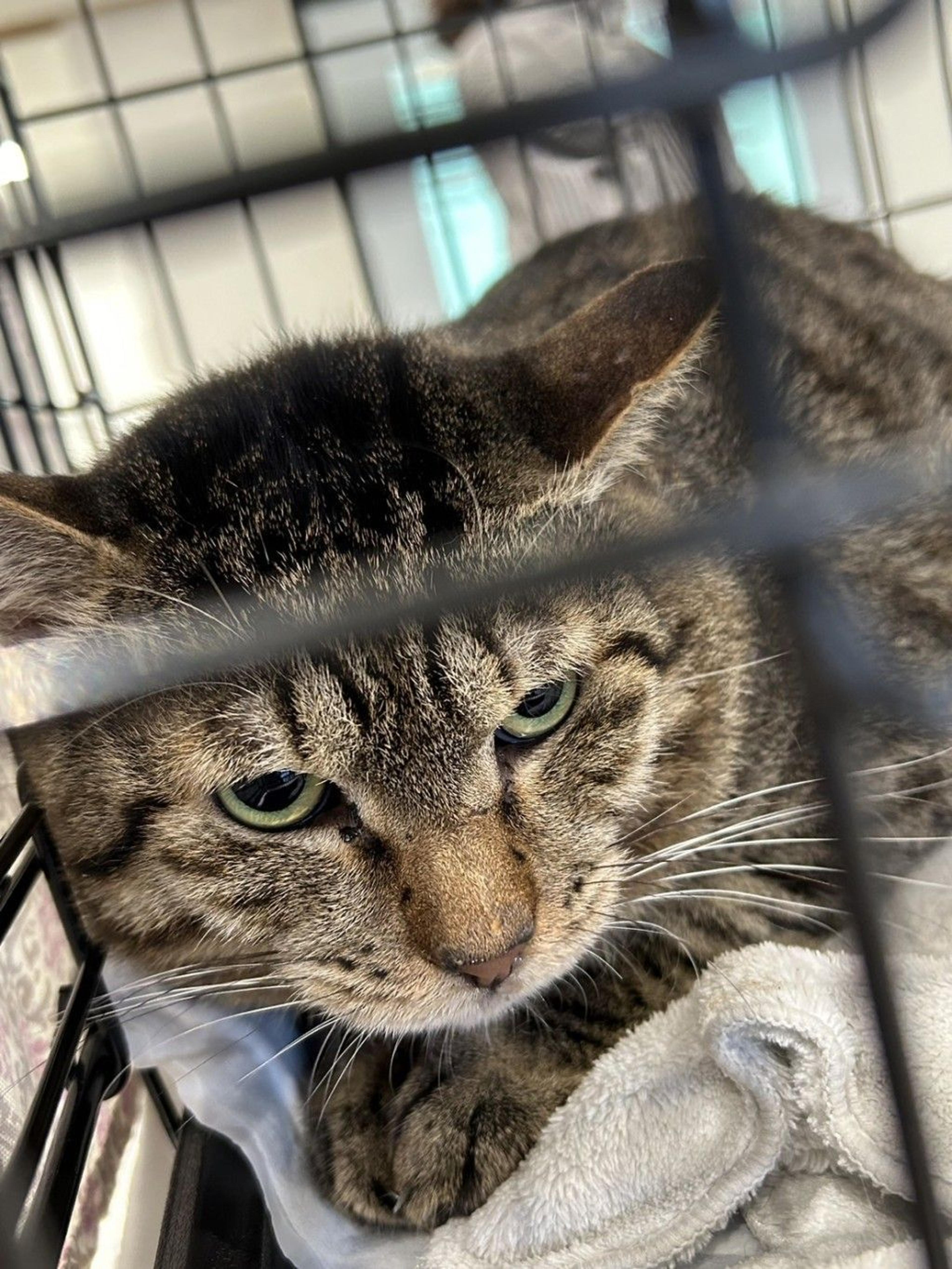 pet-image-9