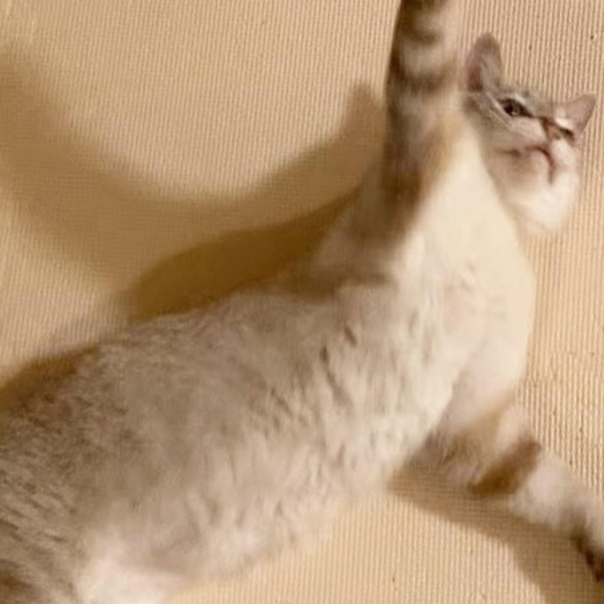 pet-image-7