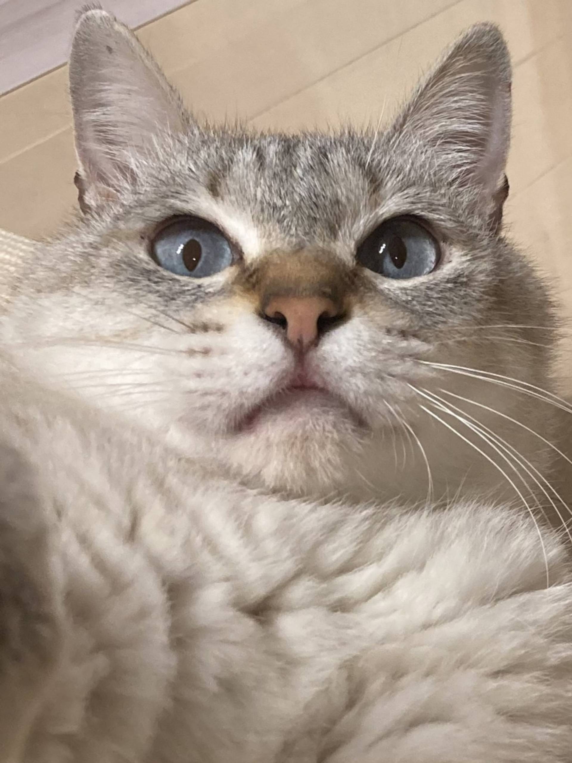 雑種（ミックス猫）・オスの里親募集の写真