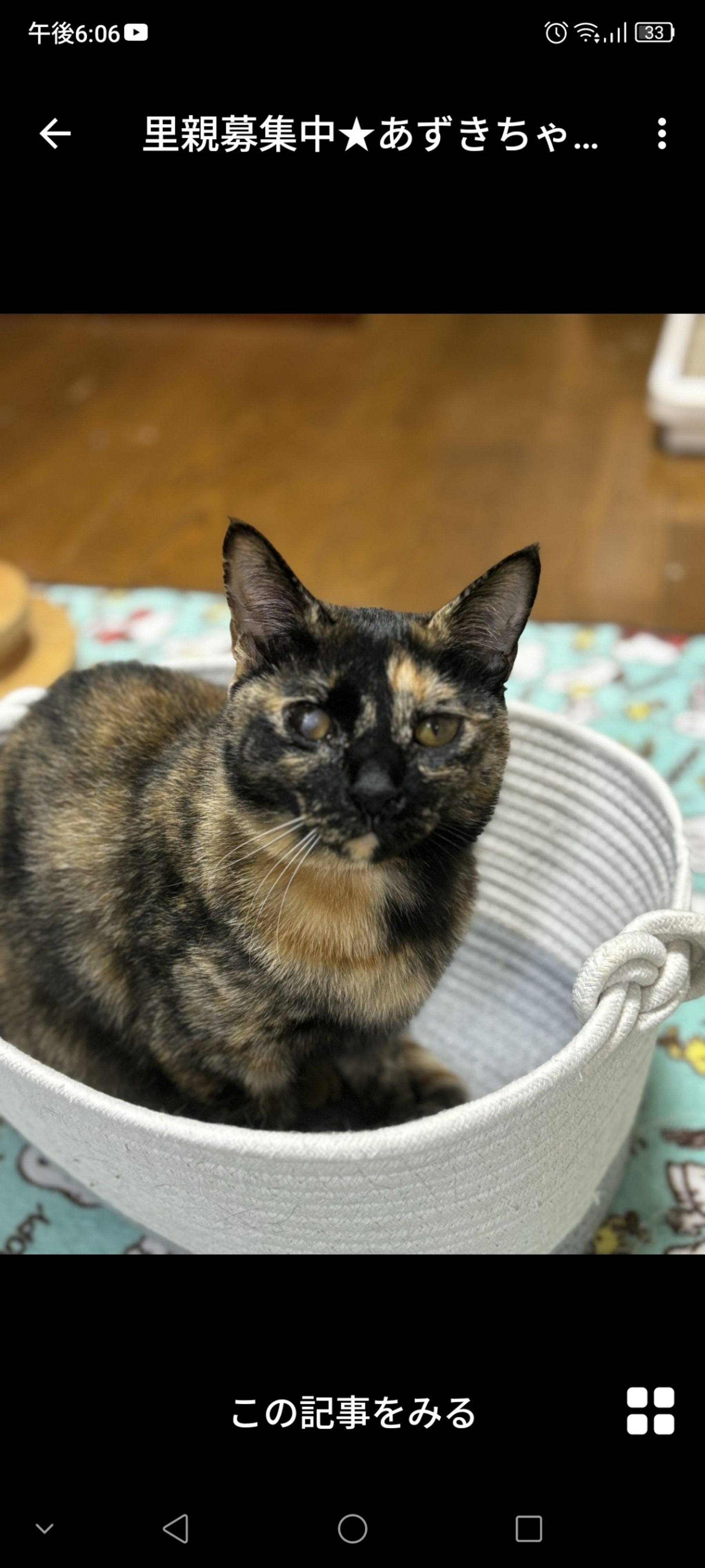 雑種（ミックス猫）・メスの里親募集の写真