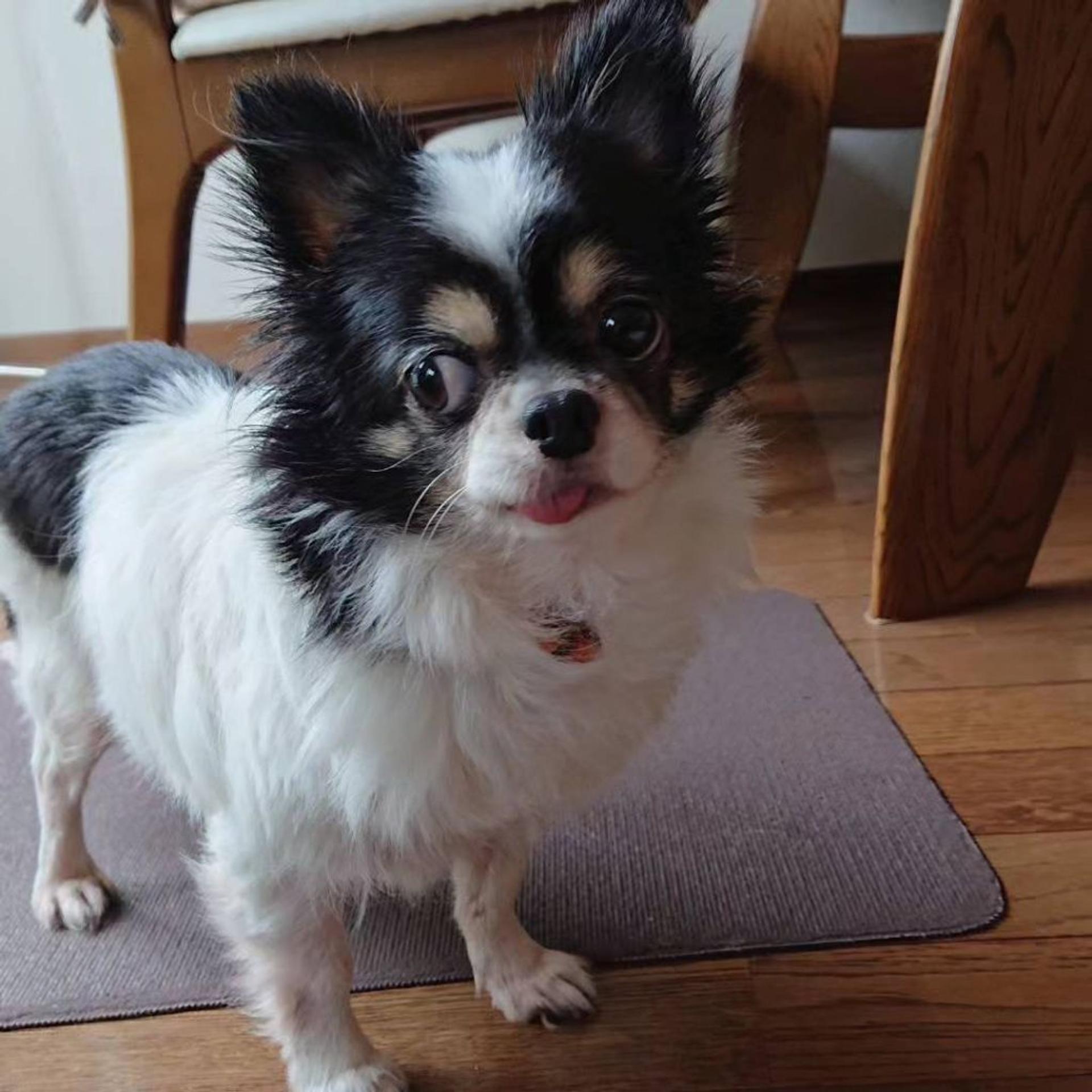 pet-image-3