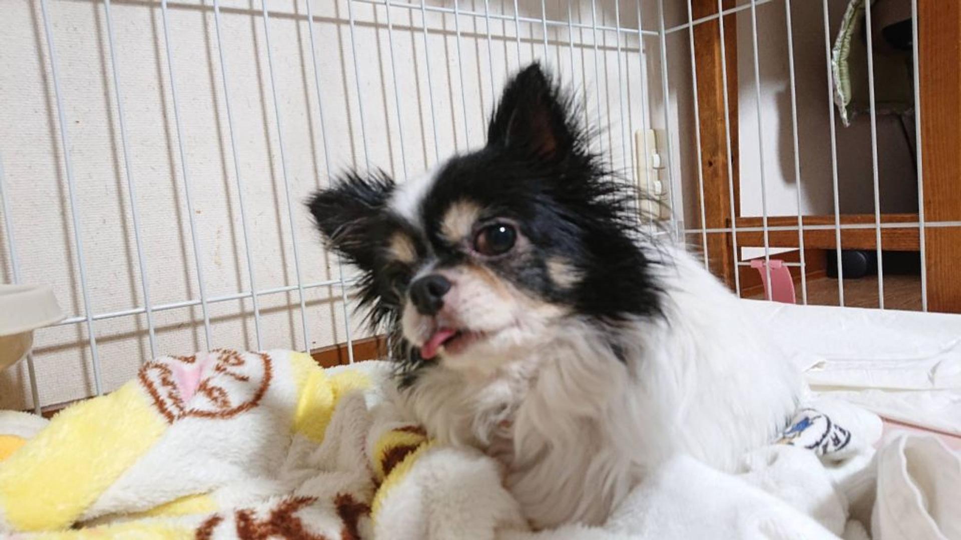pet-image-2