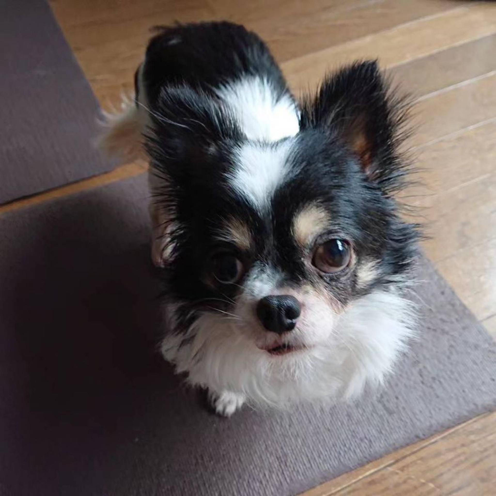 pet-image-5