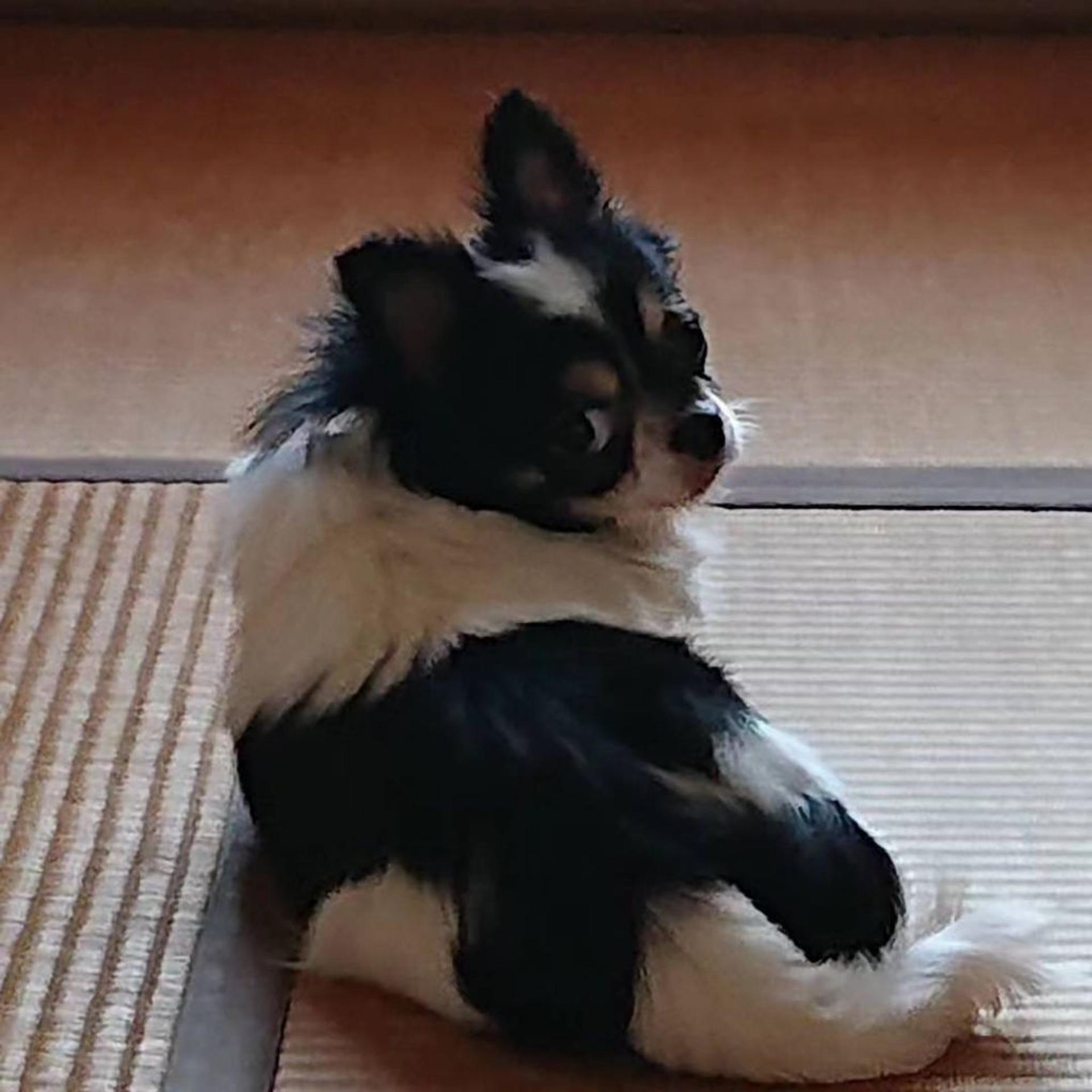 pet-image-6