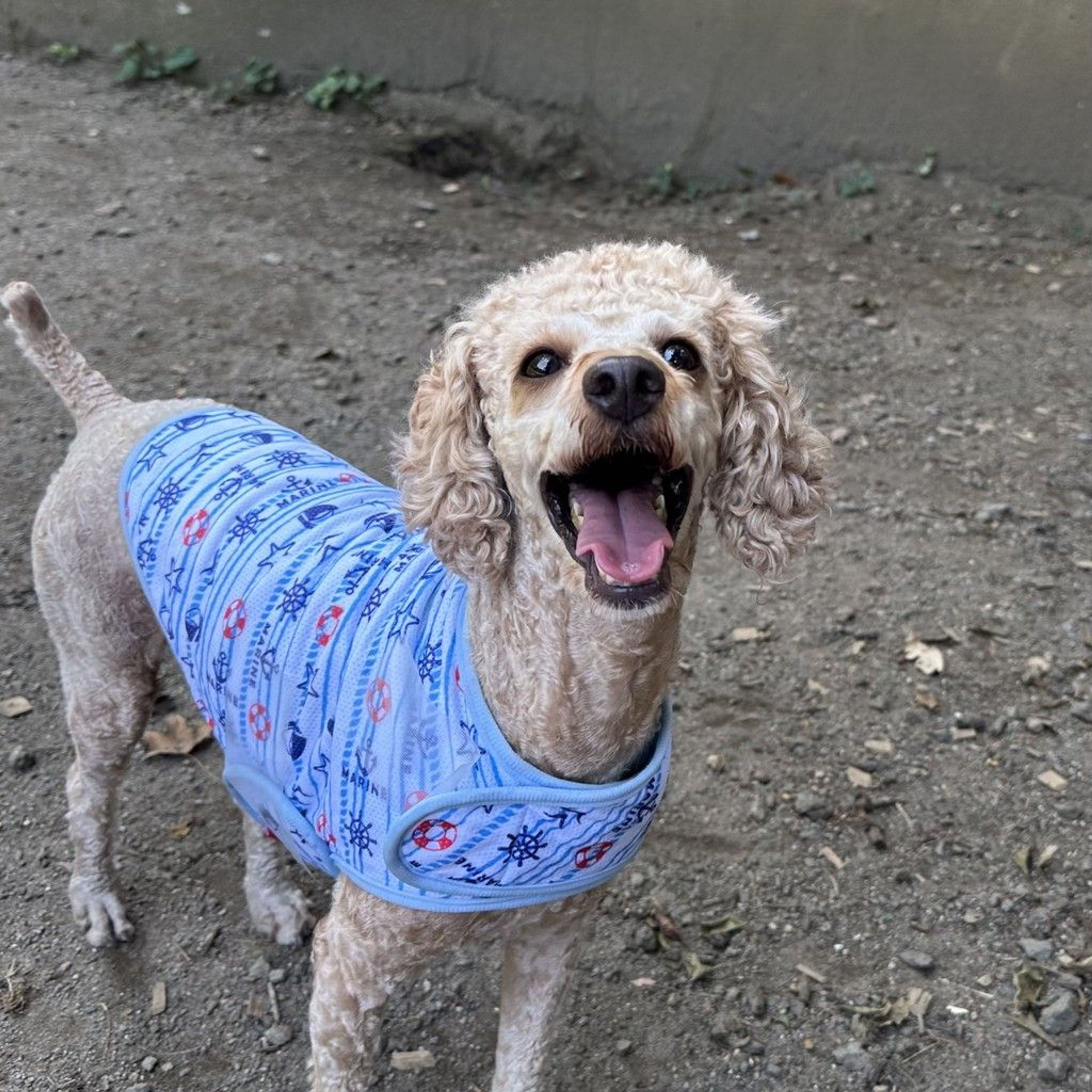 トイプードル・オスの里親募集の写真