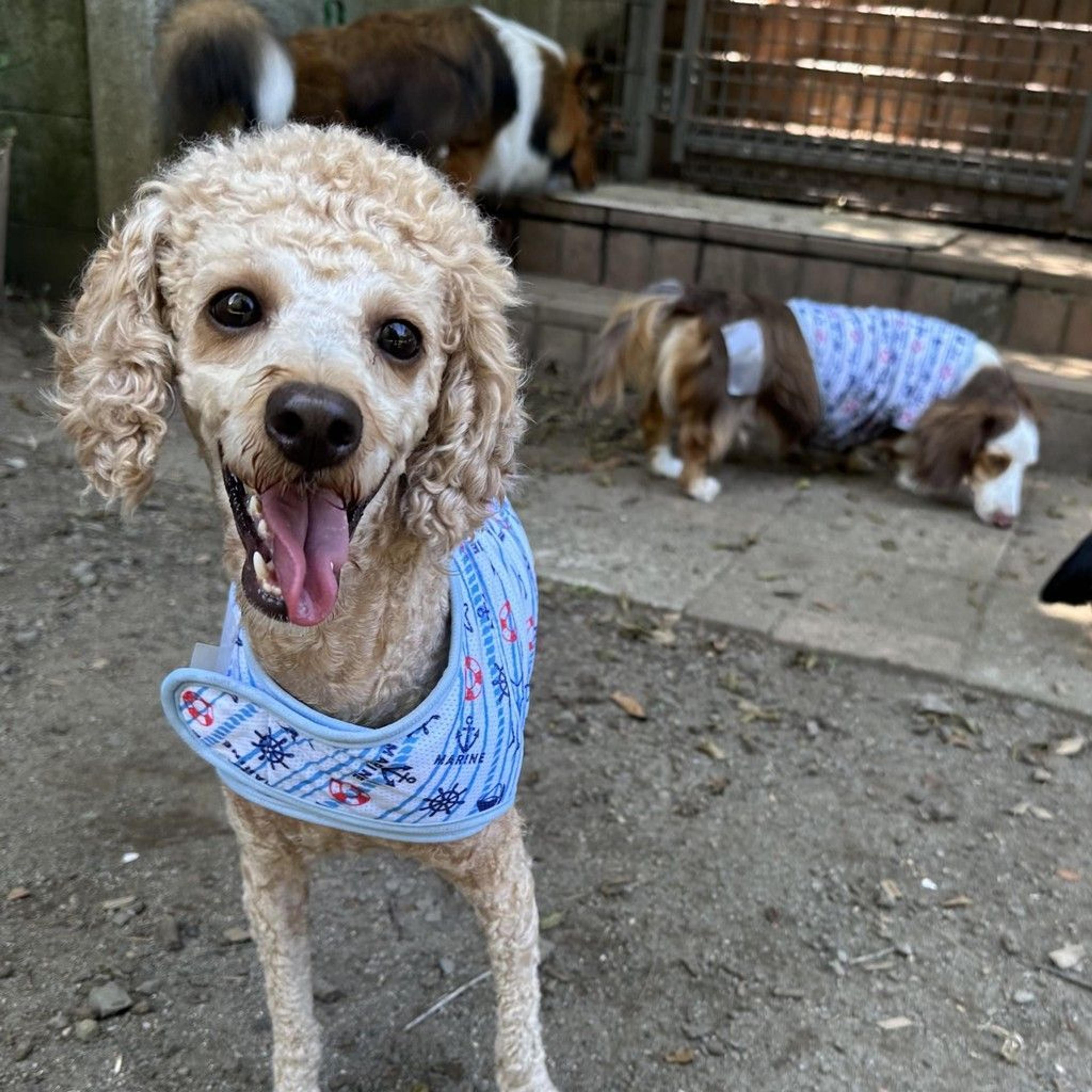 pet-image-3