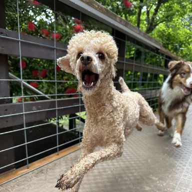 フラン