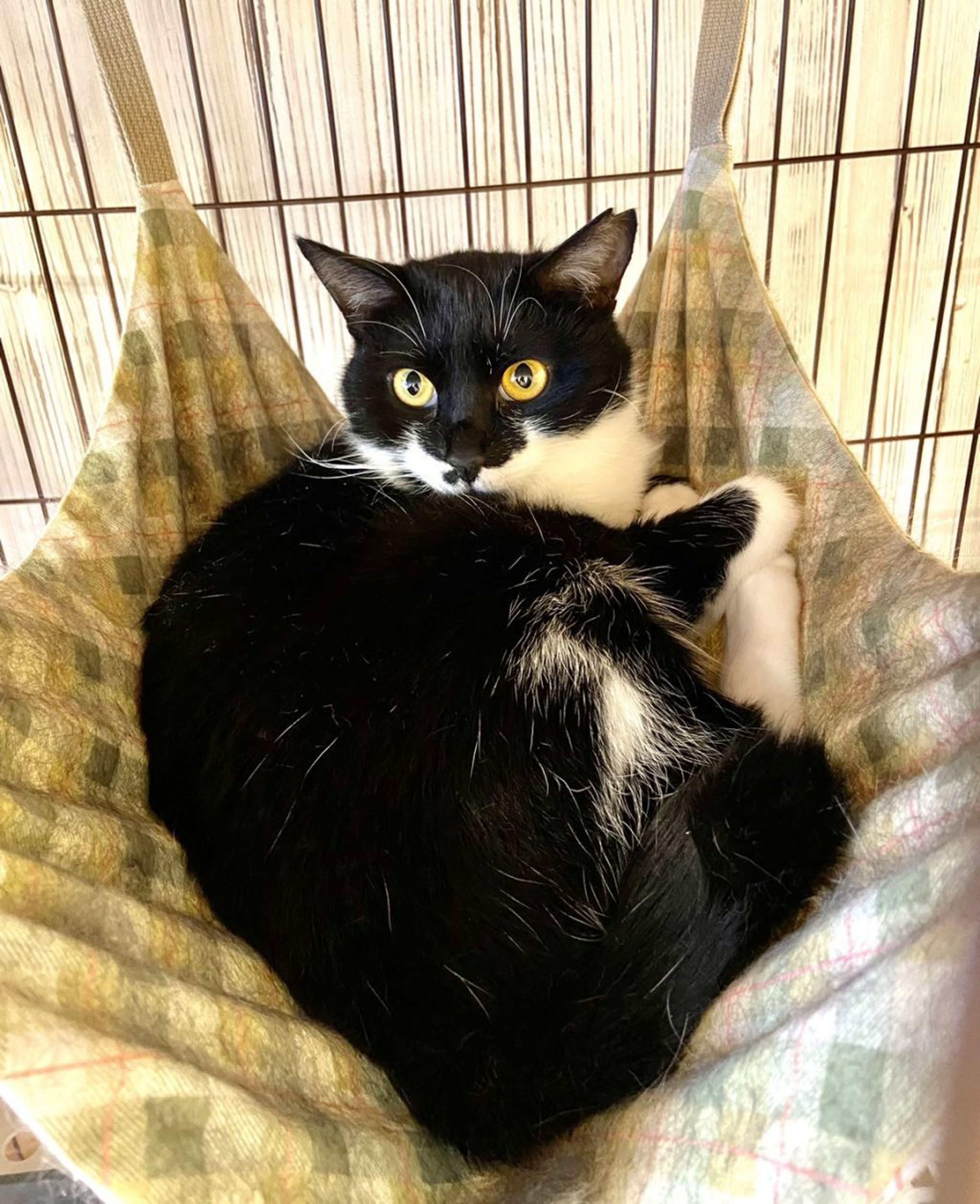 雑種（ミックス猫）・メスの里親募集の写真