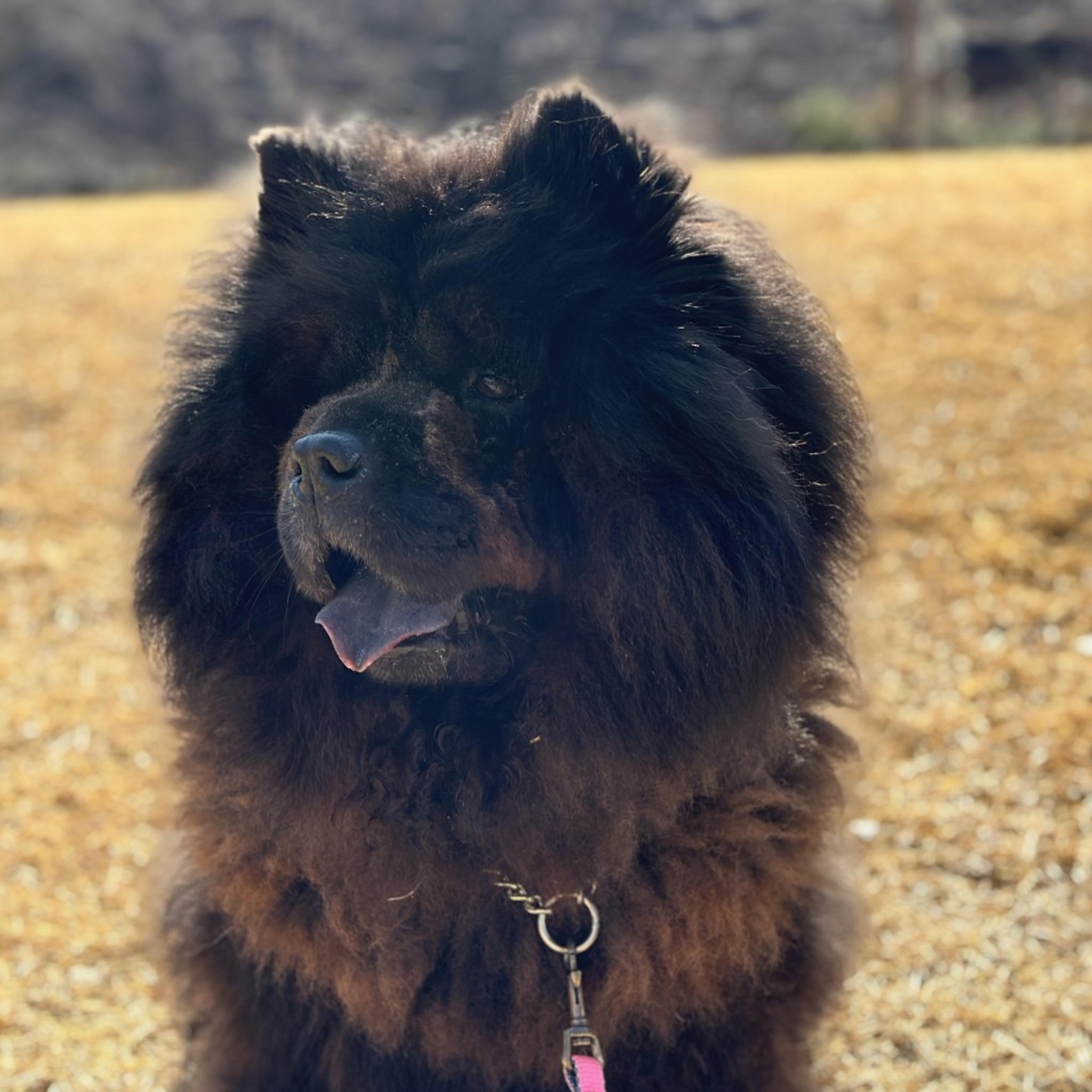 pet-image-2