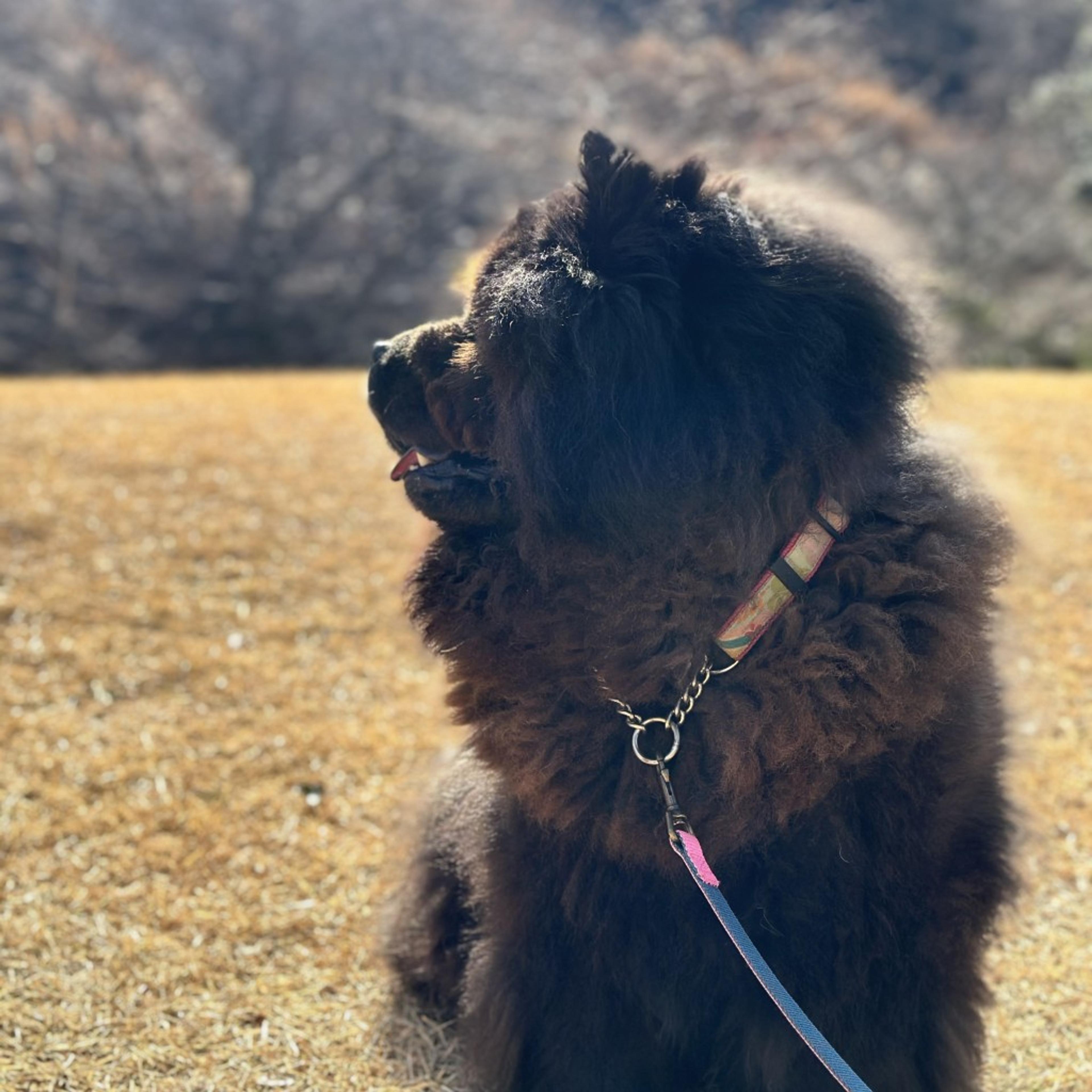 pet-image-3