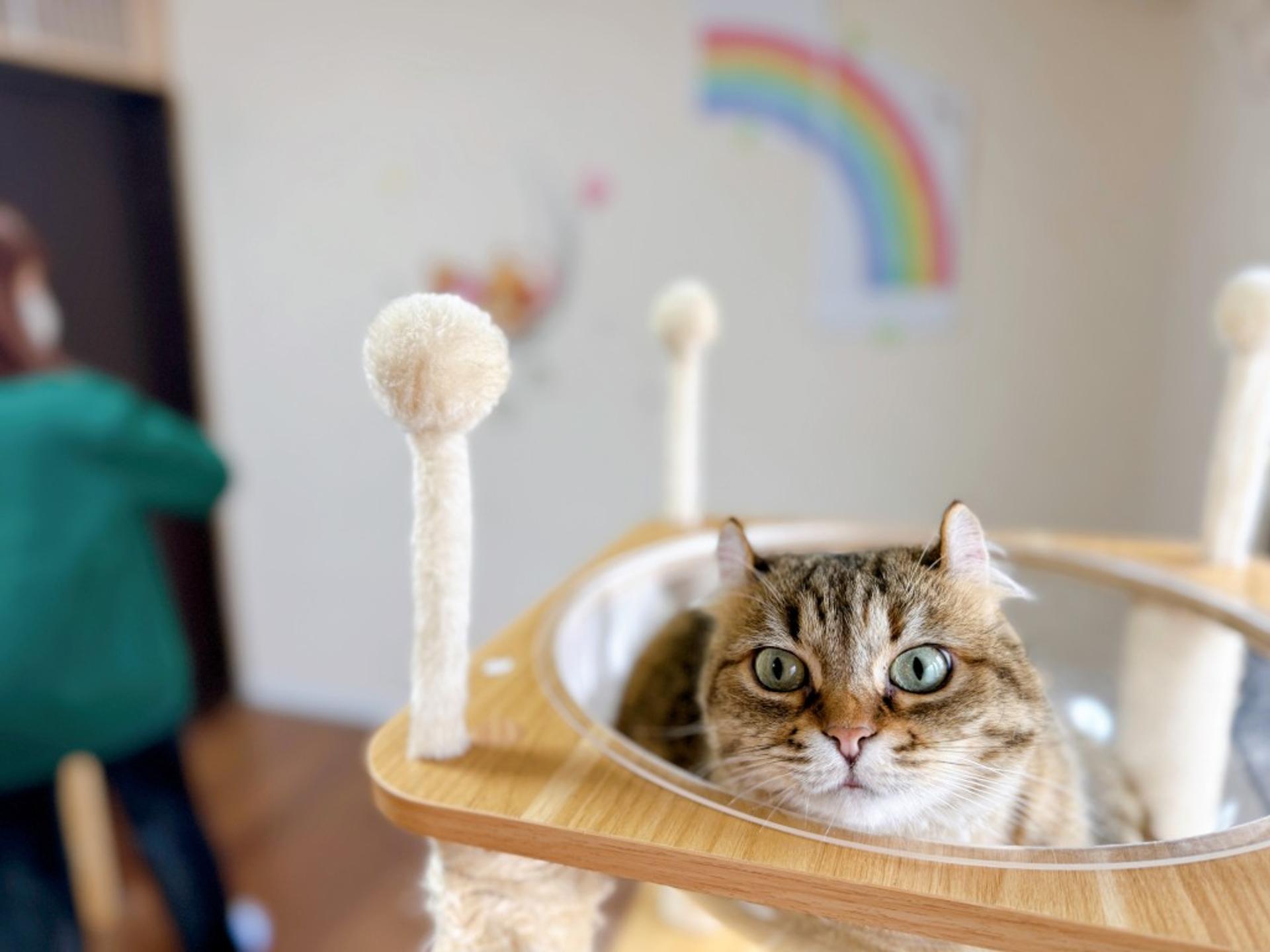 pet-image-7